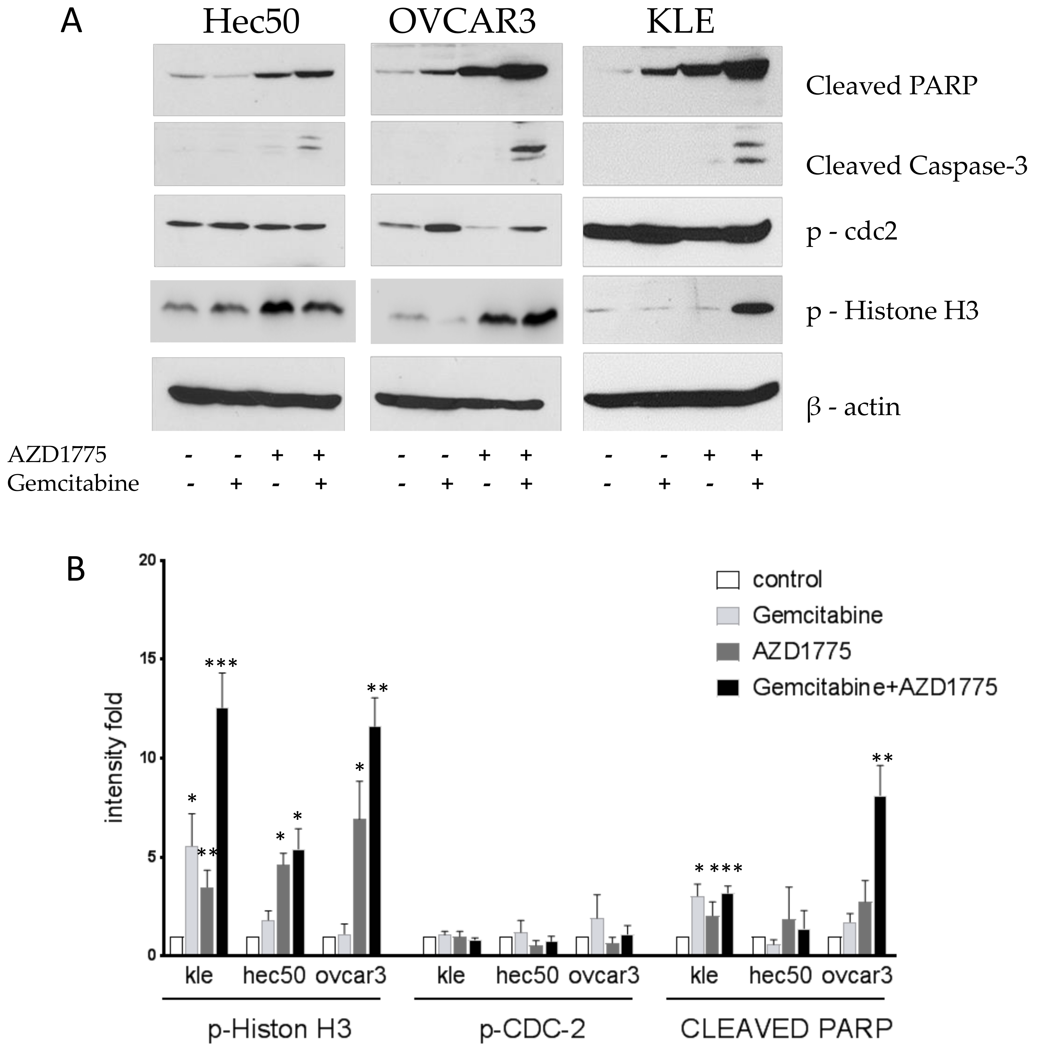 Cancers 10 00149 g004