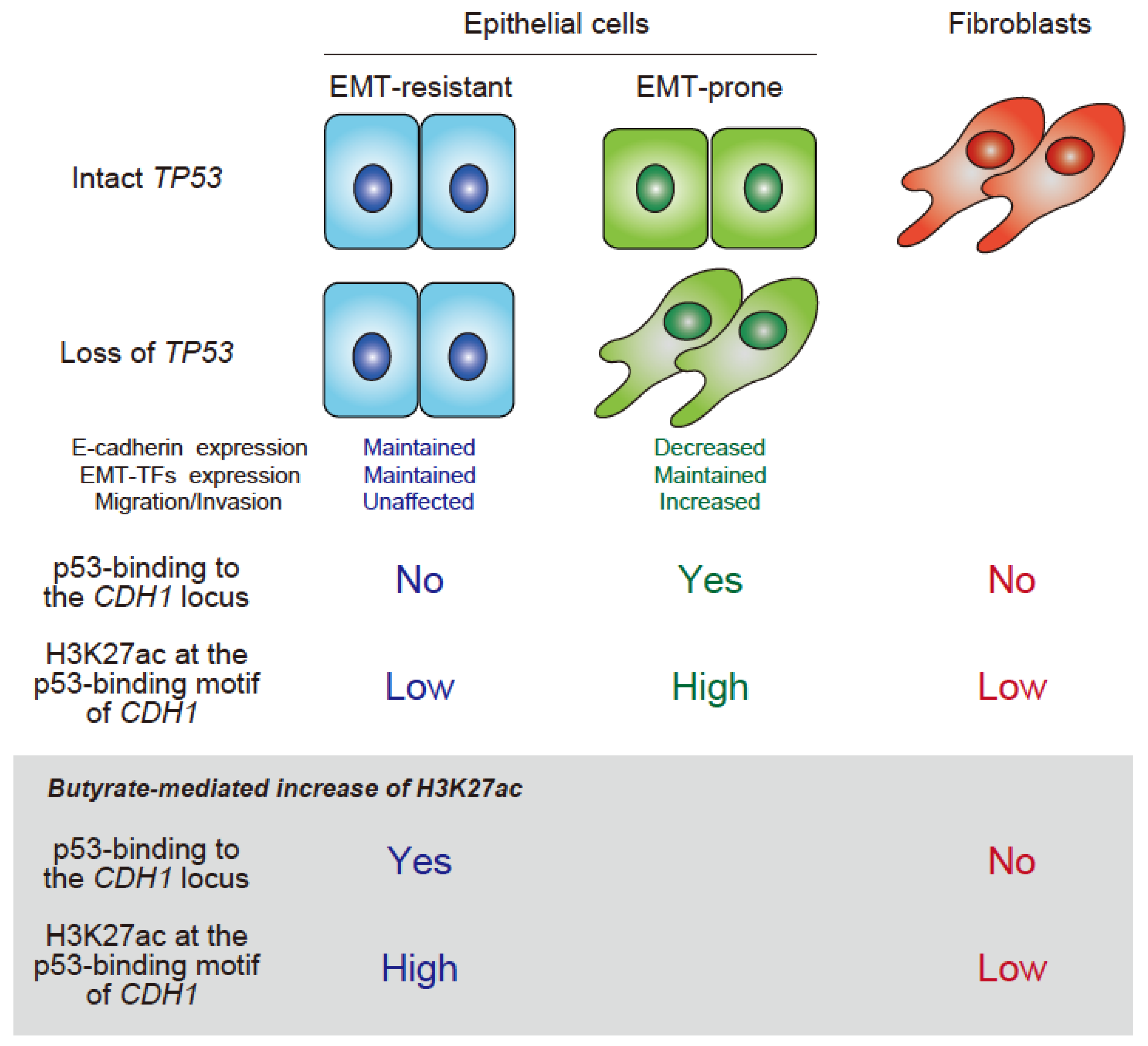 Cancers 10 00162 g001