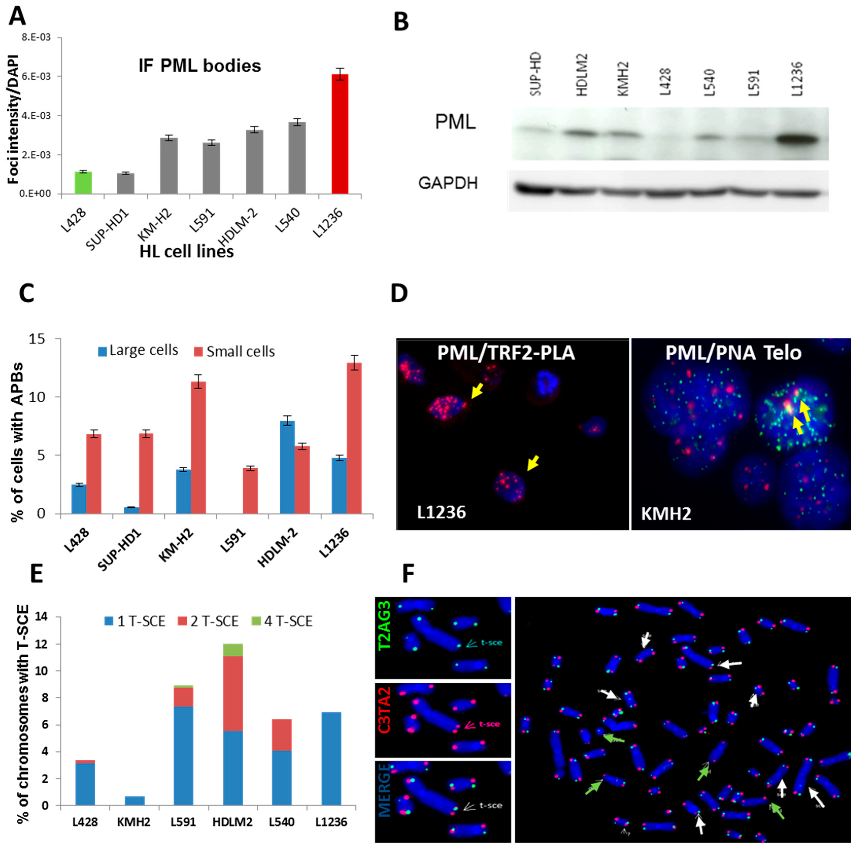 Cancers 10 00169 g002