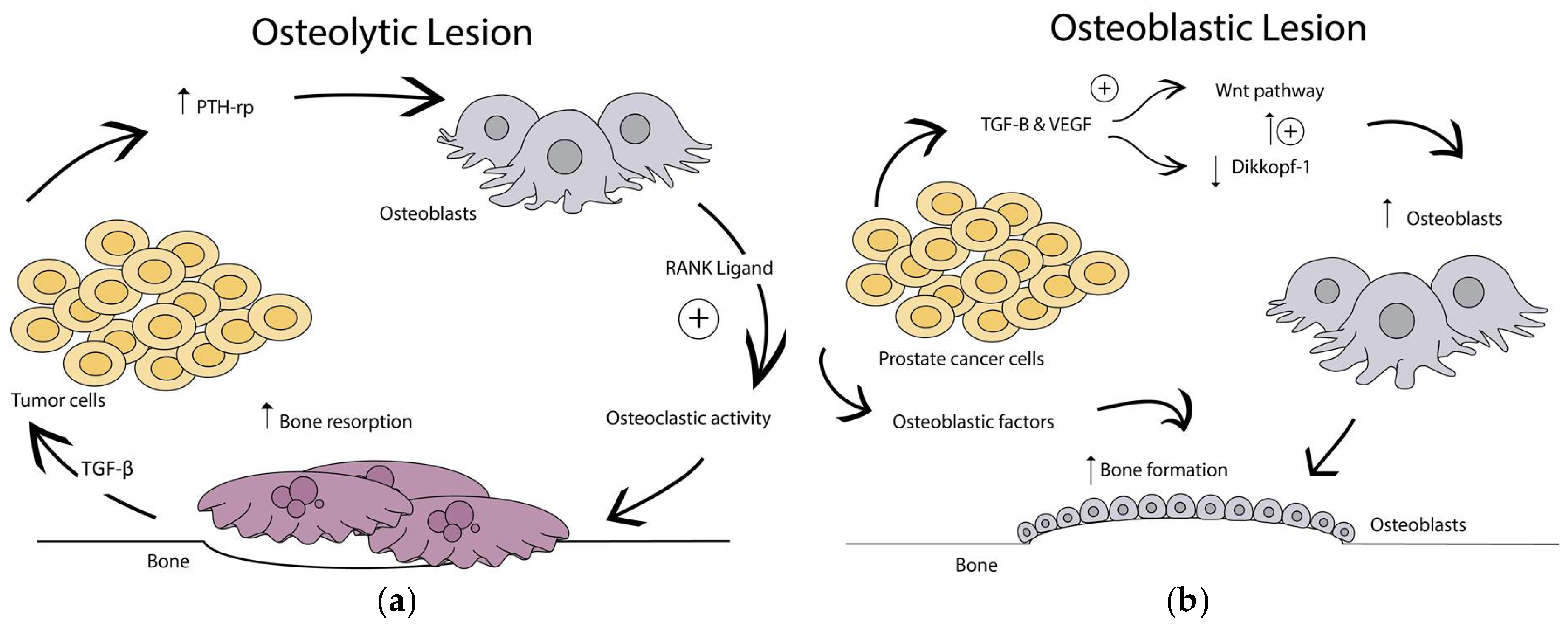 Cancers 10 00176 g001