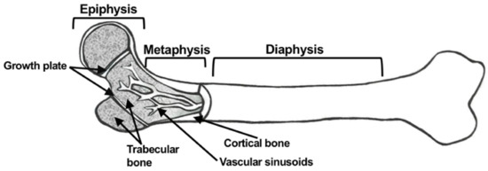 Cancers | Free Full-Text | Cancer Metastases to Bone: Concepts Cancers | Free Full-Text | Cancer Metastases to Bone: Concepts