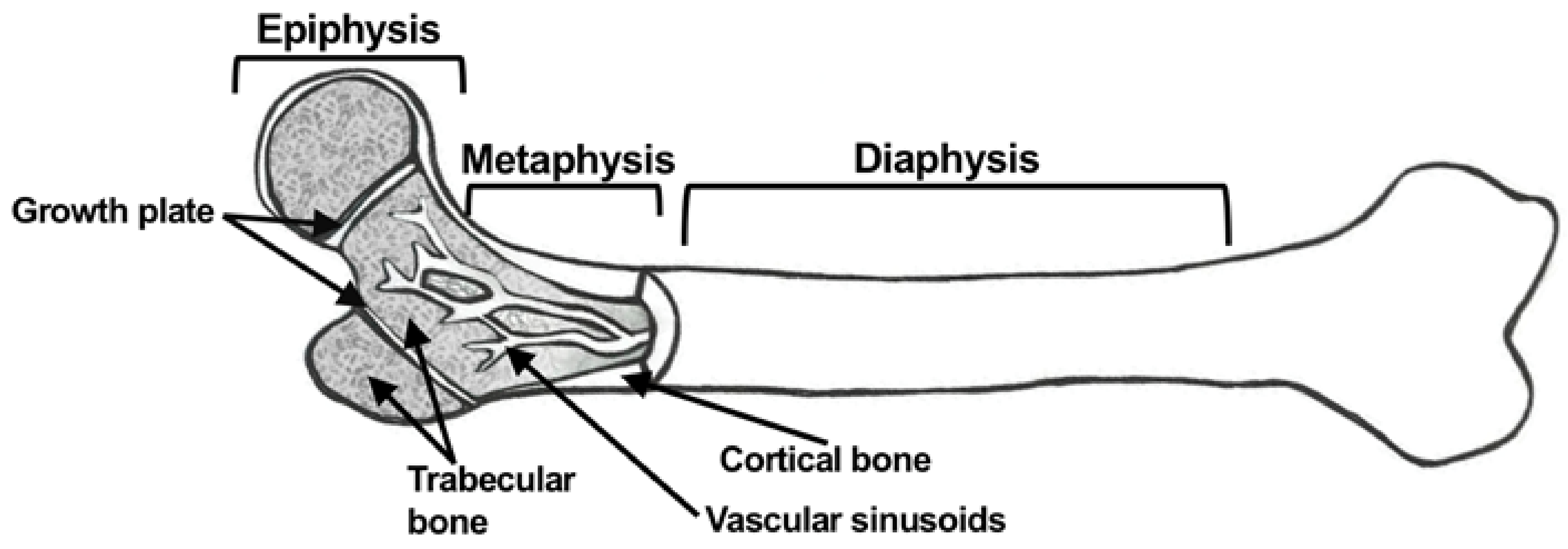 Cancers 10 00182 g001