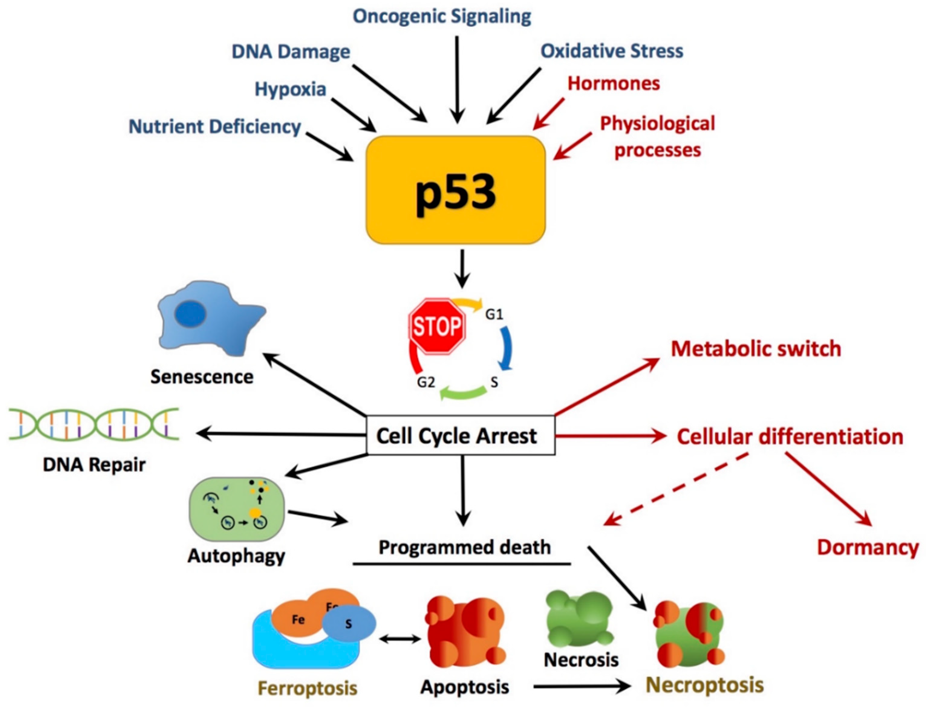 Cancers Free Full Text The Roles Of P53 In Mitochondrial Dynamics And Cancer Metabolism The Pendulum Between Survival And Death In Breast Cancer Html