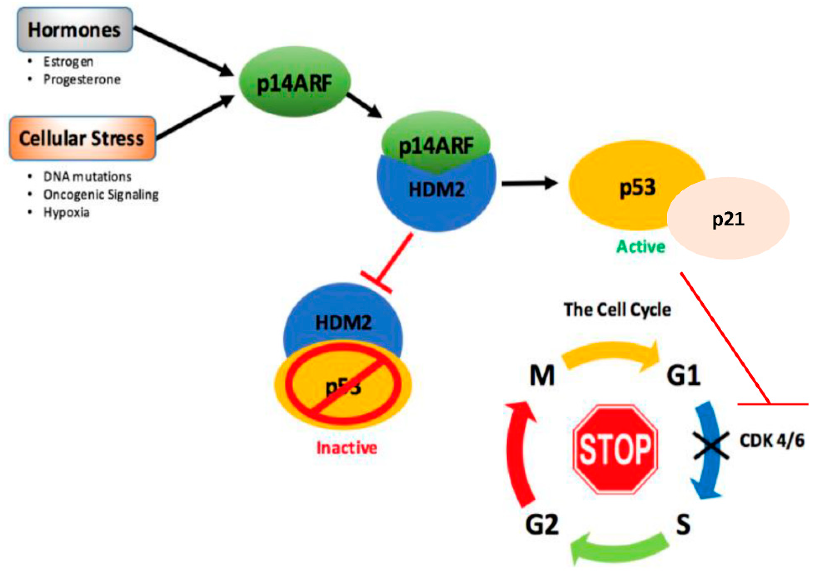 The Roles of p53 in Mitochondrial Dynamics ... Biology Diagrams