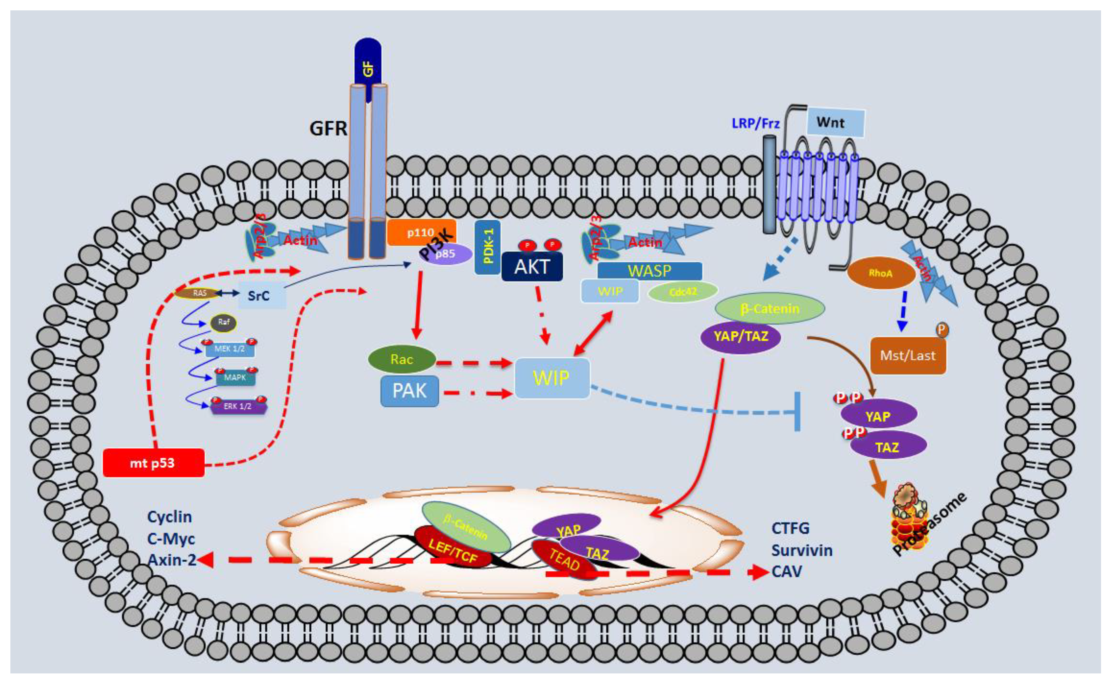 Cancers 10 00191 sch001