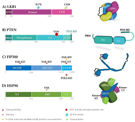 Cancers | Free Full-Text | Endogenous Control Mechanisms of FAK 