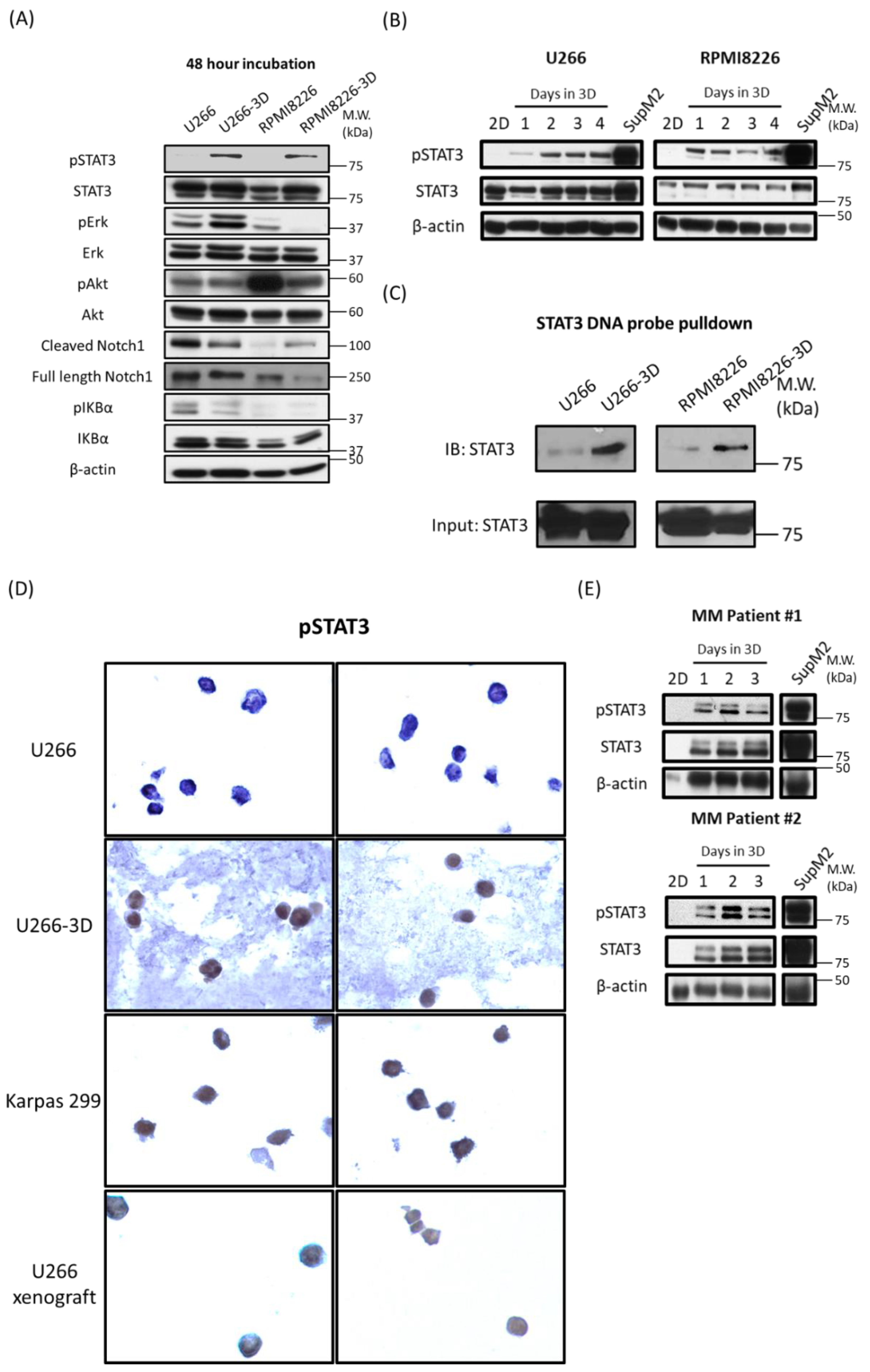 Cancers 10 00206 g002