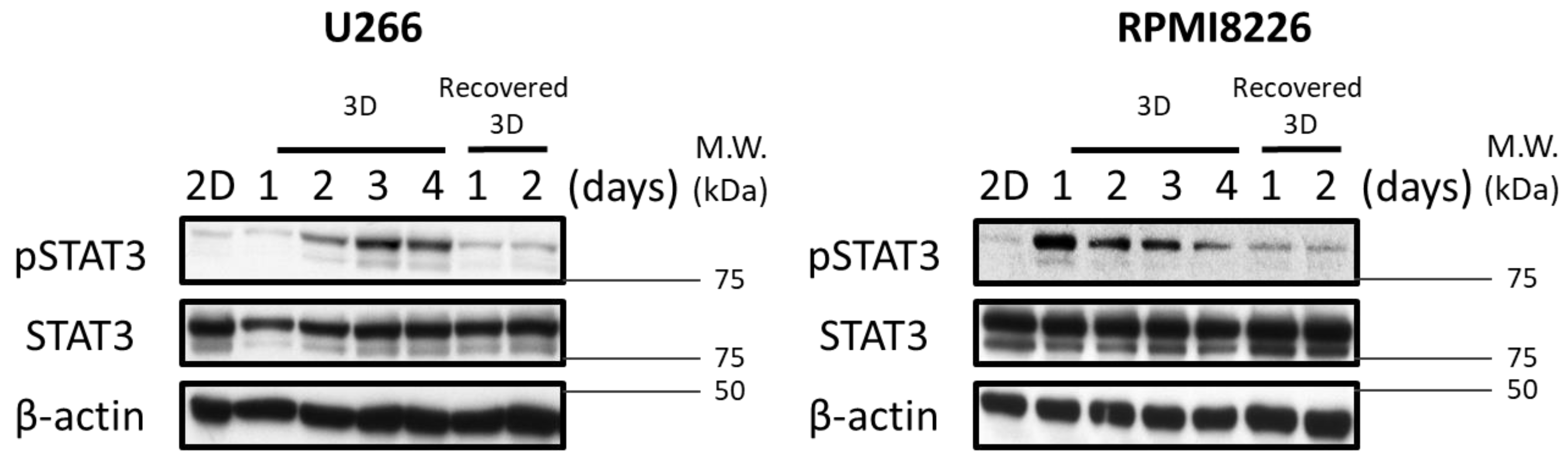 Cancers 10 00206 g003