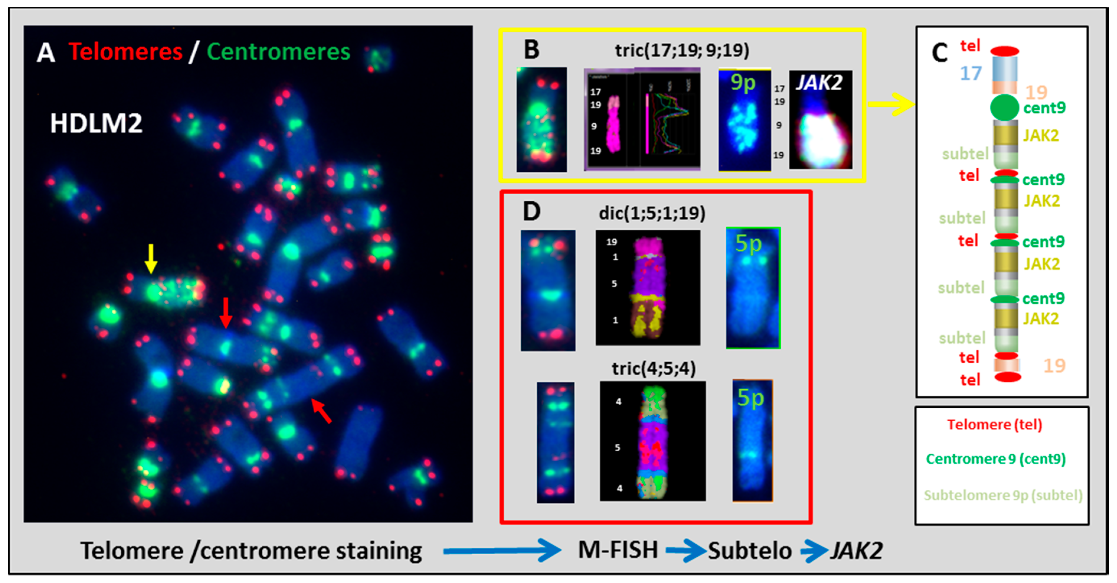 Cancers 10 00233 g003