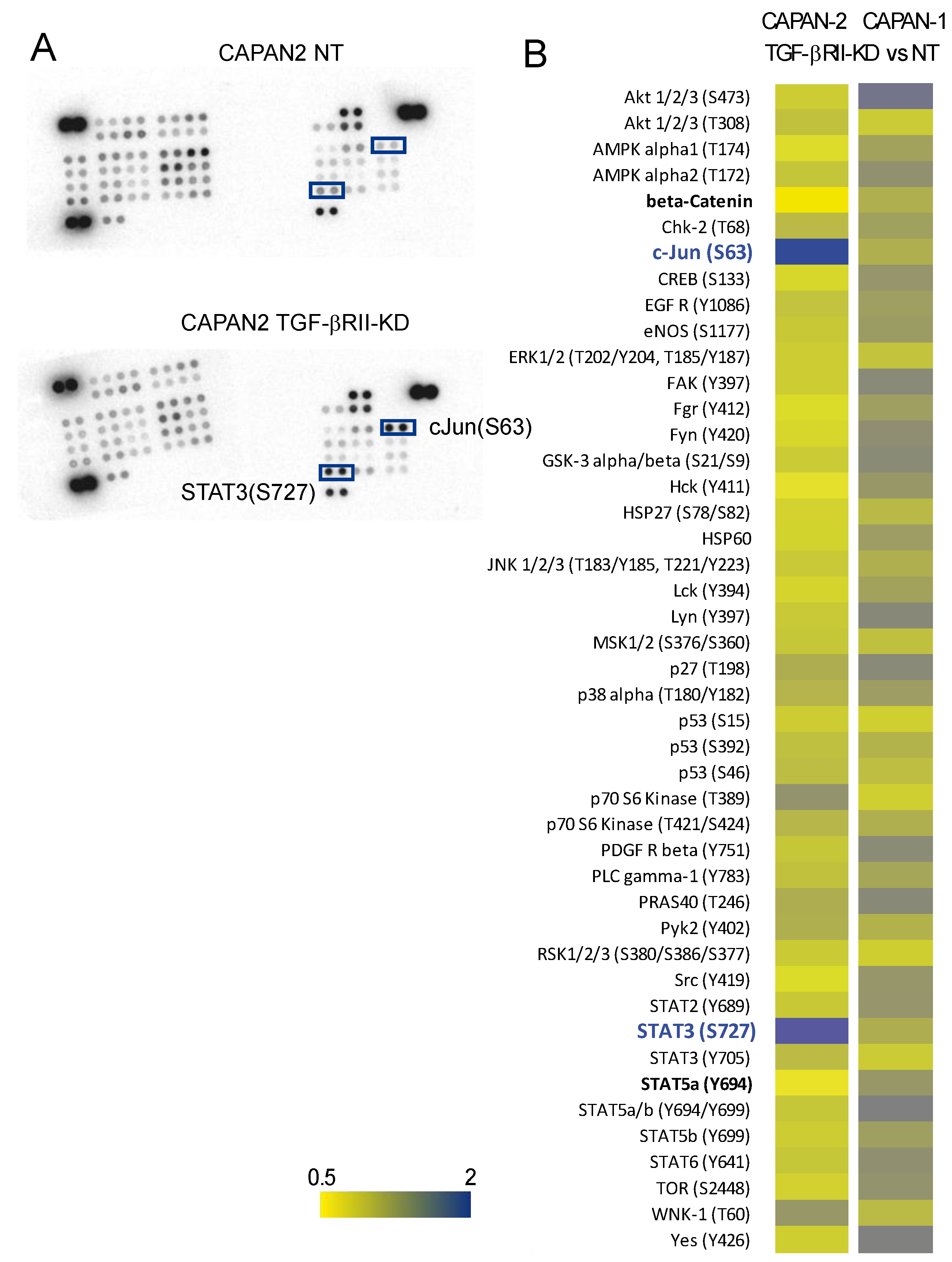 Cancers 10 00254 g004