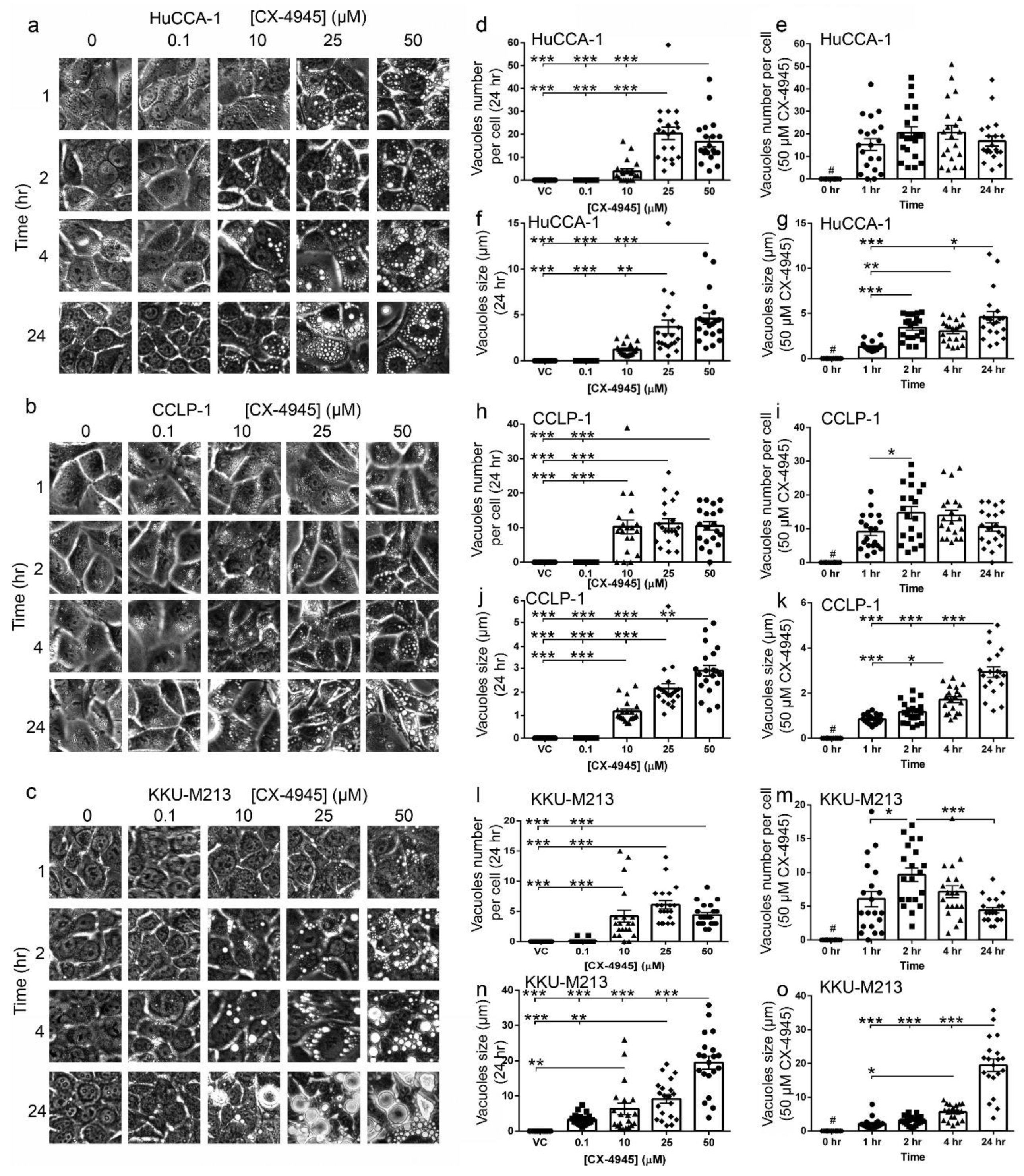 Cancers Free Full Text Cx 4945 Induces Methuosis In Cholangiocarcinoma Cell Lines By A Ck2 Independent Mechanism