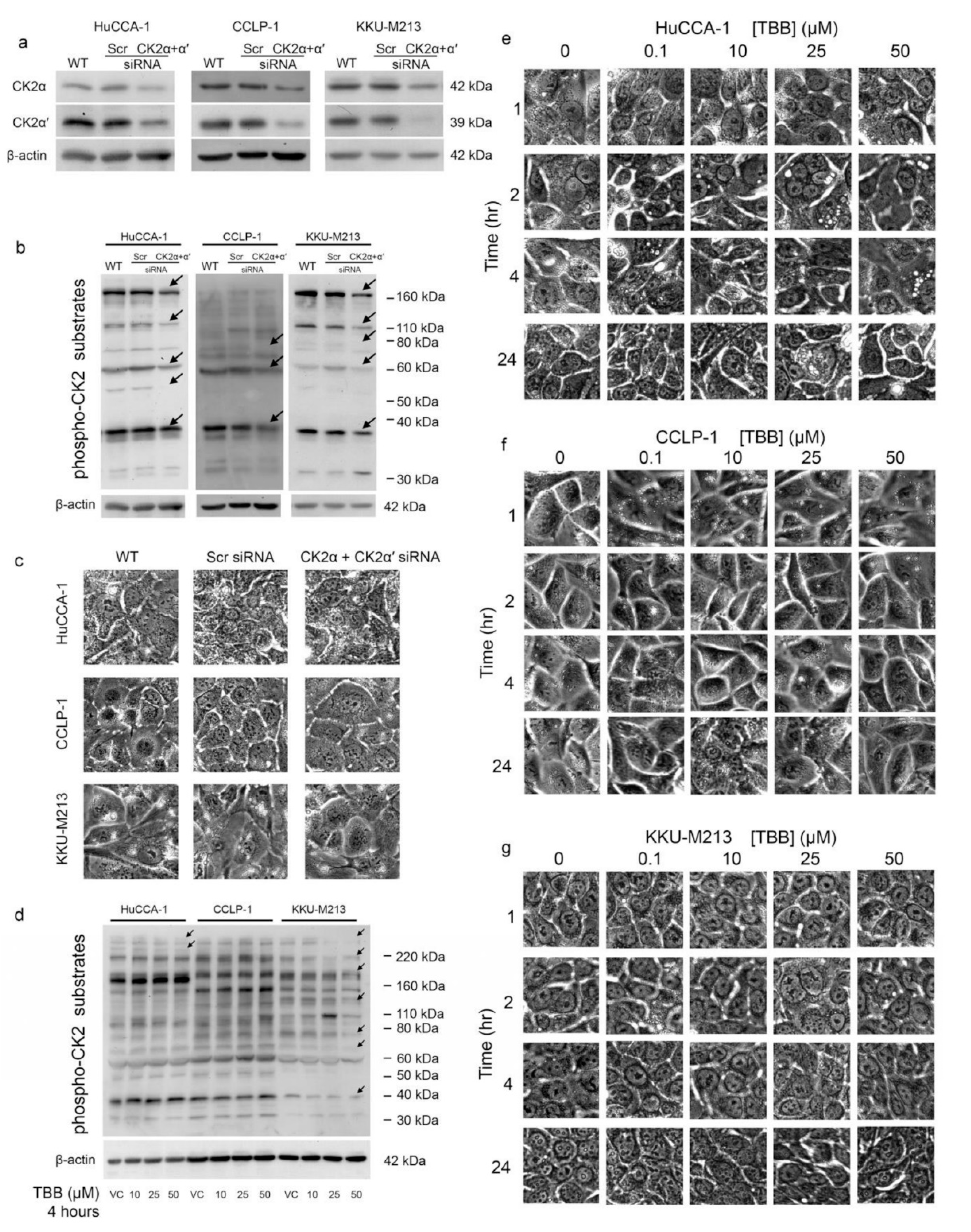 Cancers 10 00283 g007 Cancers 10 00283 g007