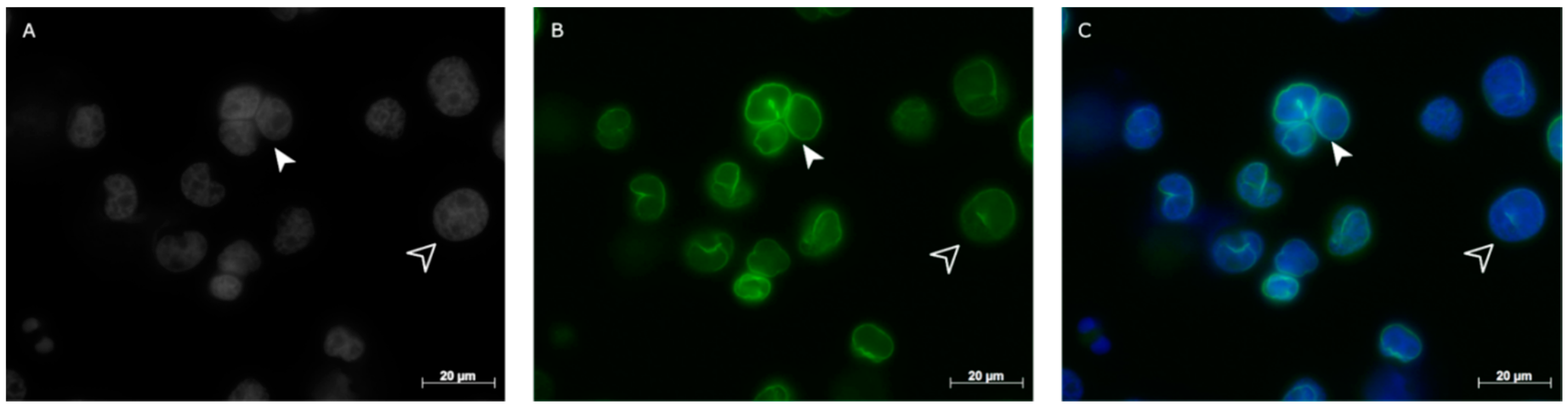 Cancers 10 00286 g001