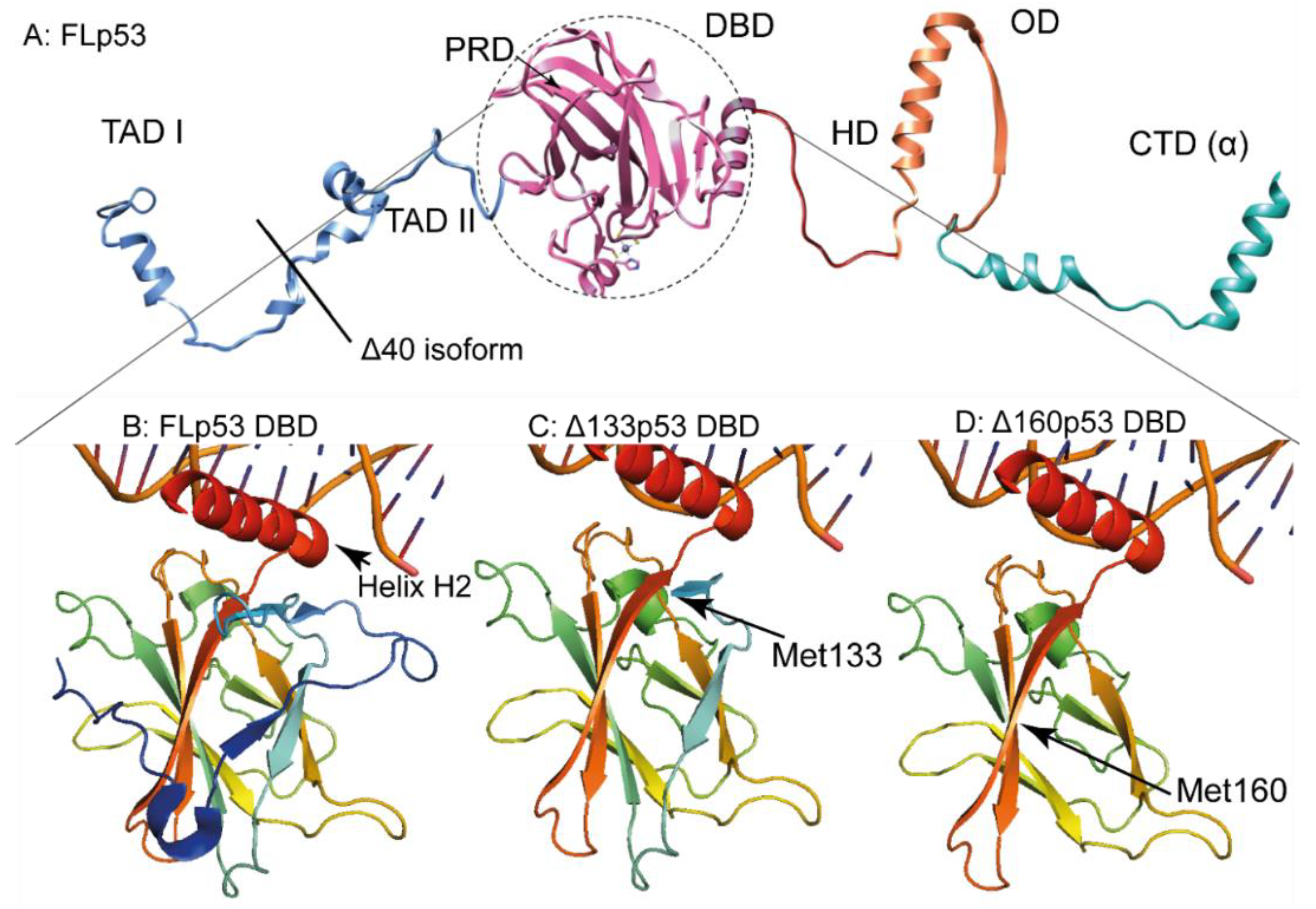 Cancers 10 00288 g002 Cancers 10 00288 g002