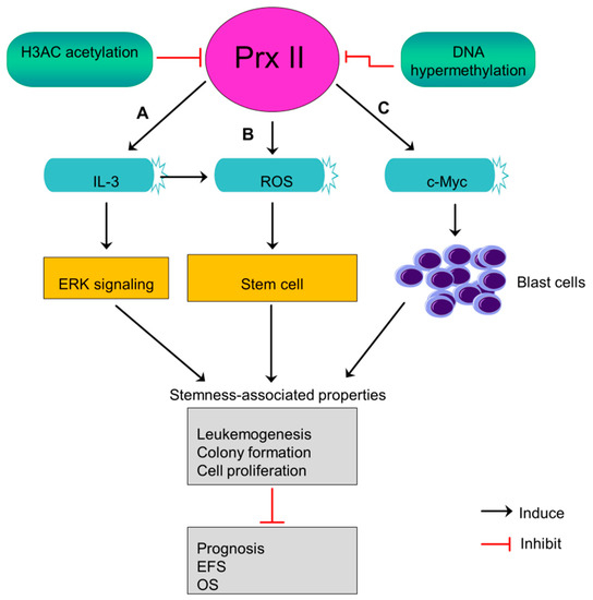 Peroxiredoxin II Regulates Cancer Stem Cells and Stemness