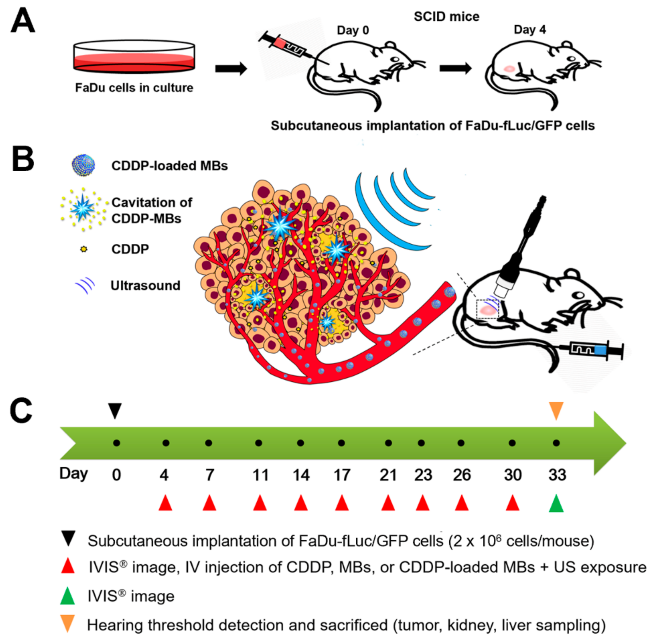 Cancers 10 00311 g007