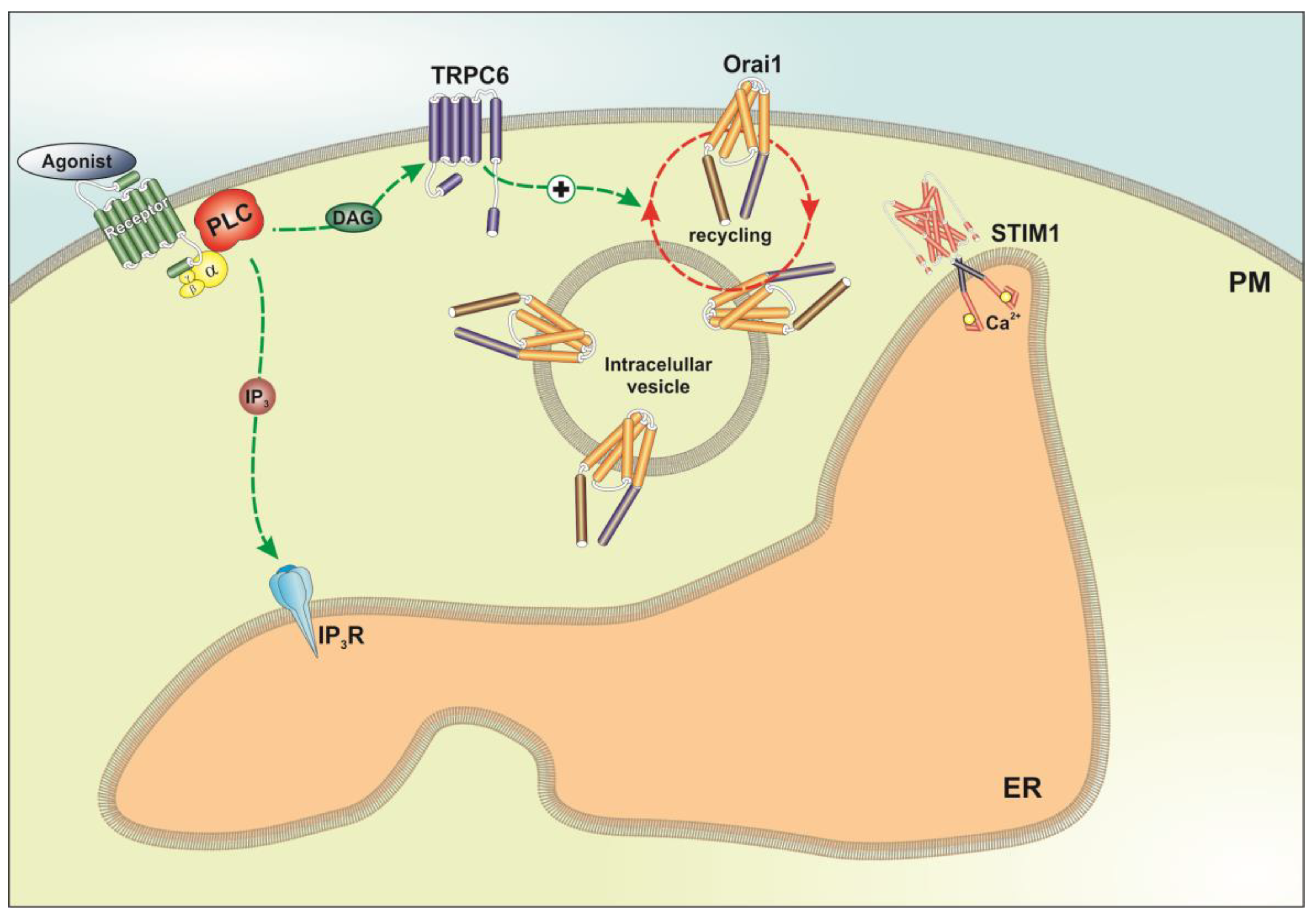 Cancers 10 00331 g007 Cancers 10 00331 g007