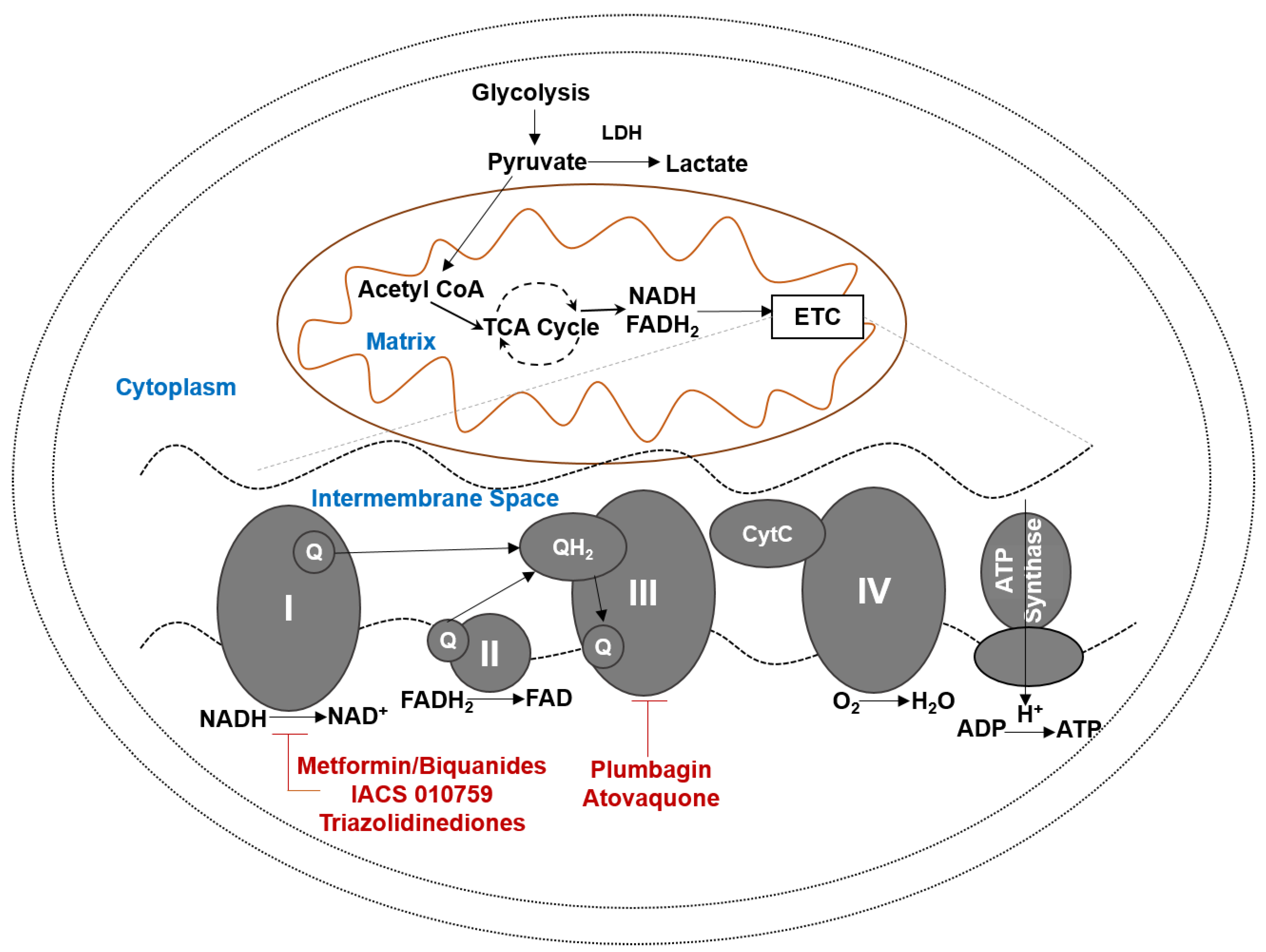 Oxidative Phosphorylation: A Target for ... Biology Diagrams