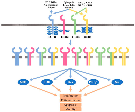 Cancers Free Full Text Mechanisms Underlying The Action And Synergism Of Trastuzumab And Pertuzumab In Targeting Her2 Positive Breast Cancer Html