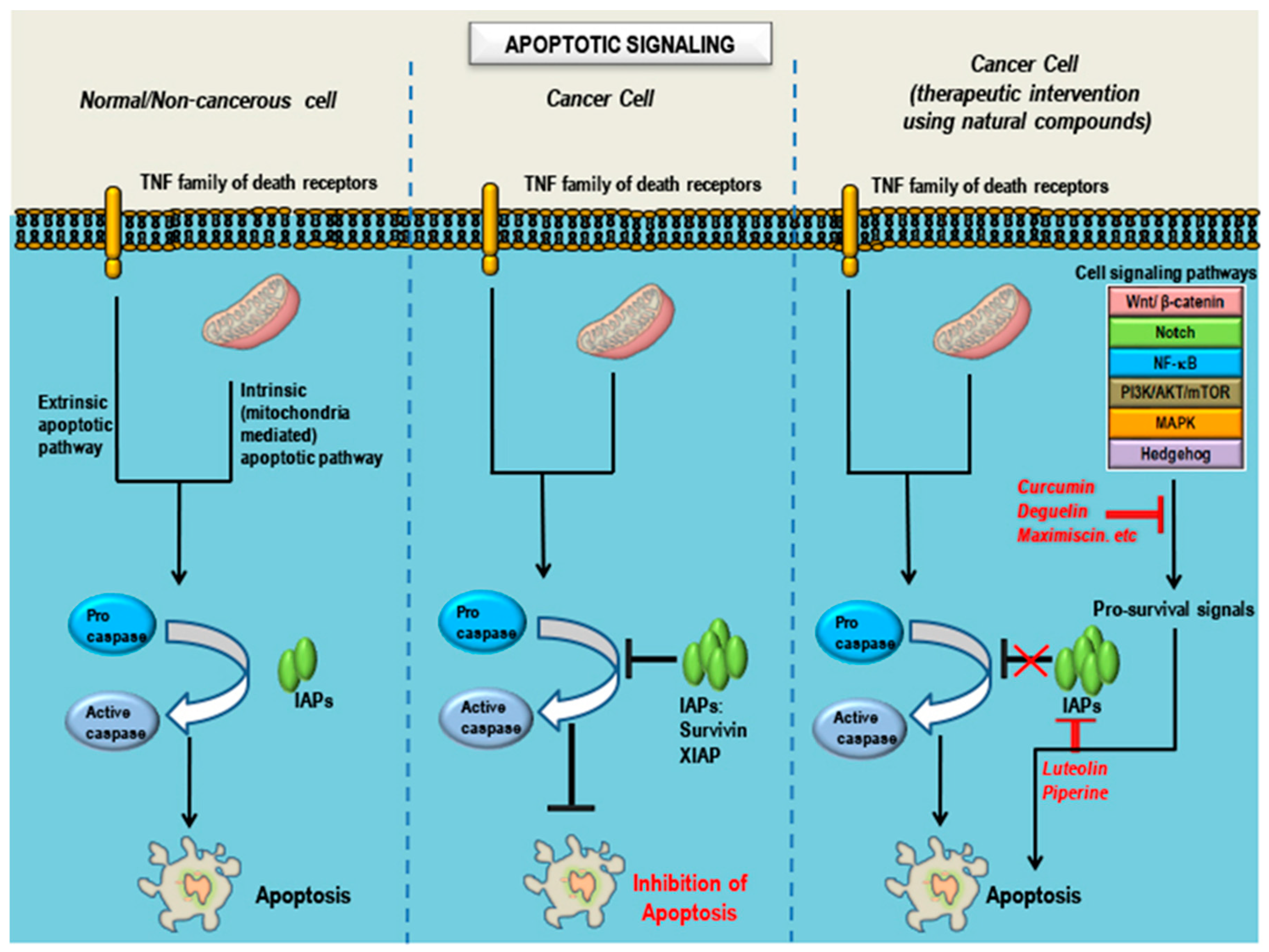 Cancers 10 00346 g004