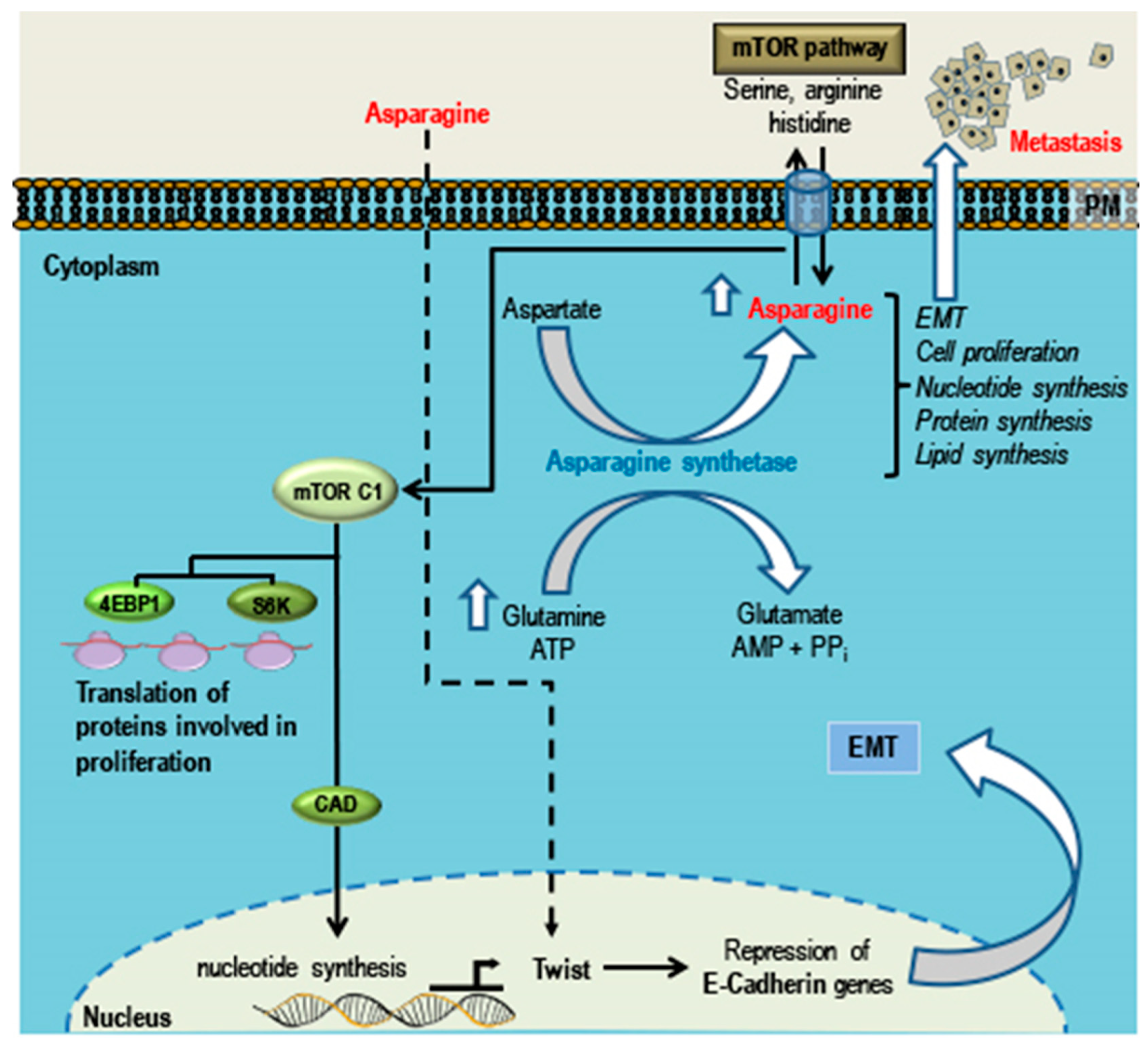 Cancers 10 00346 g005