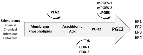 Cancers Free Full Text Role Of Cox 2 Pge2 Mediated