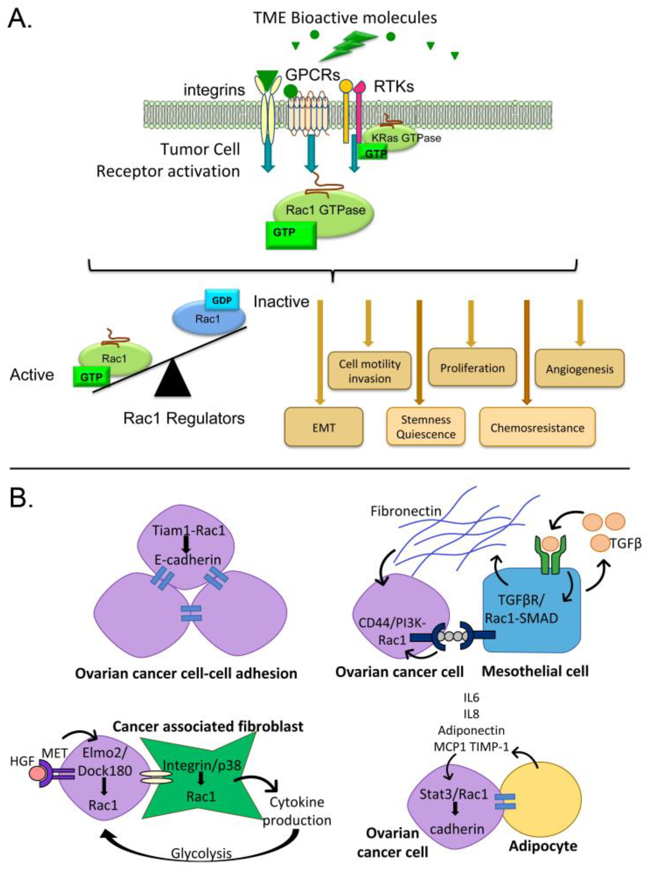 Cancers Free Full Text Ovarian Tumor Microenvironment