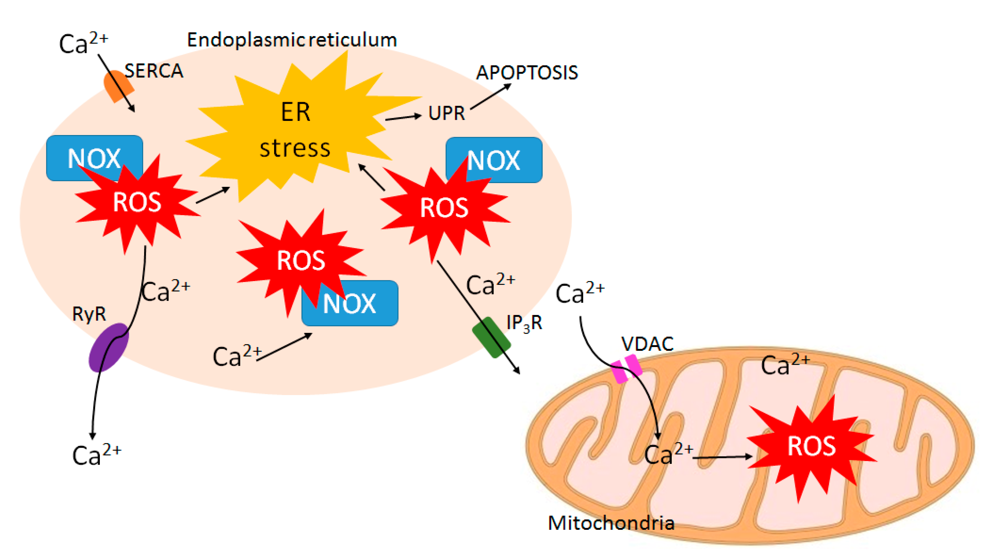 Cancers 10 00359 g004