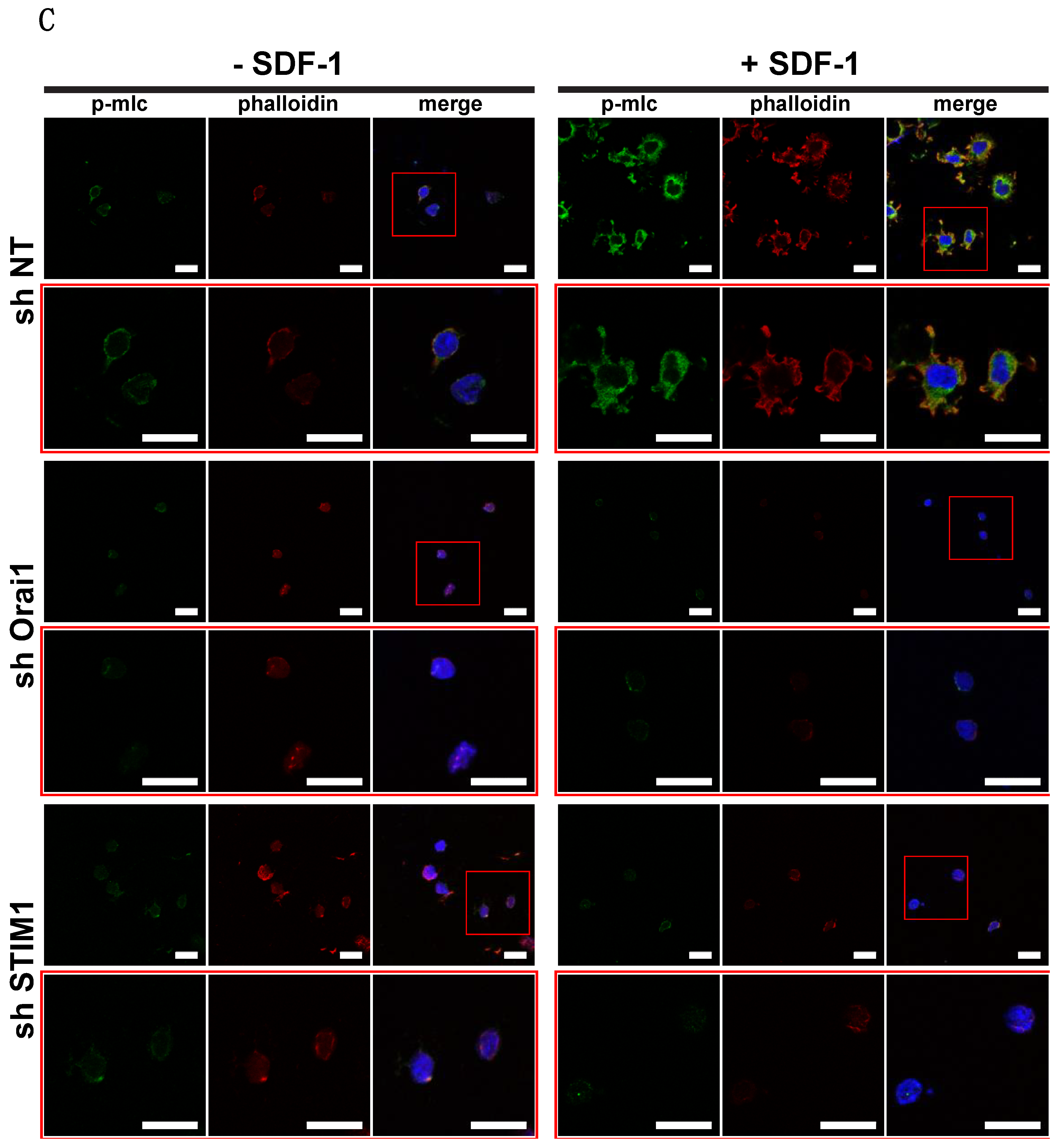 Cancers 10 00402 g004b
