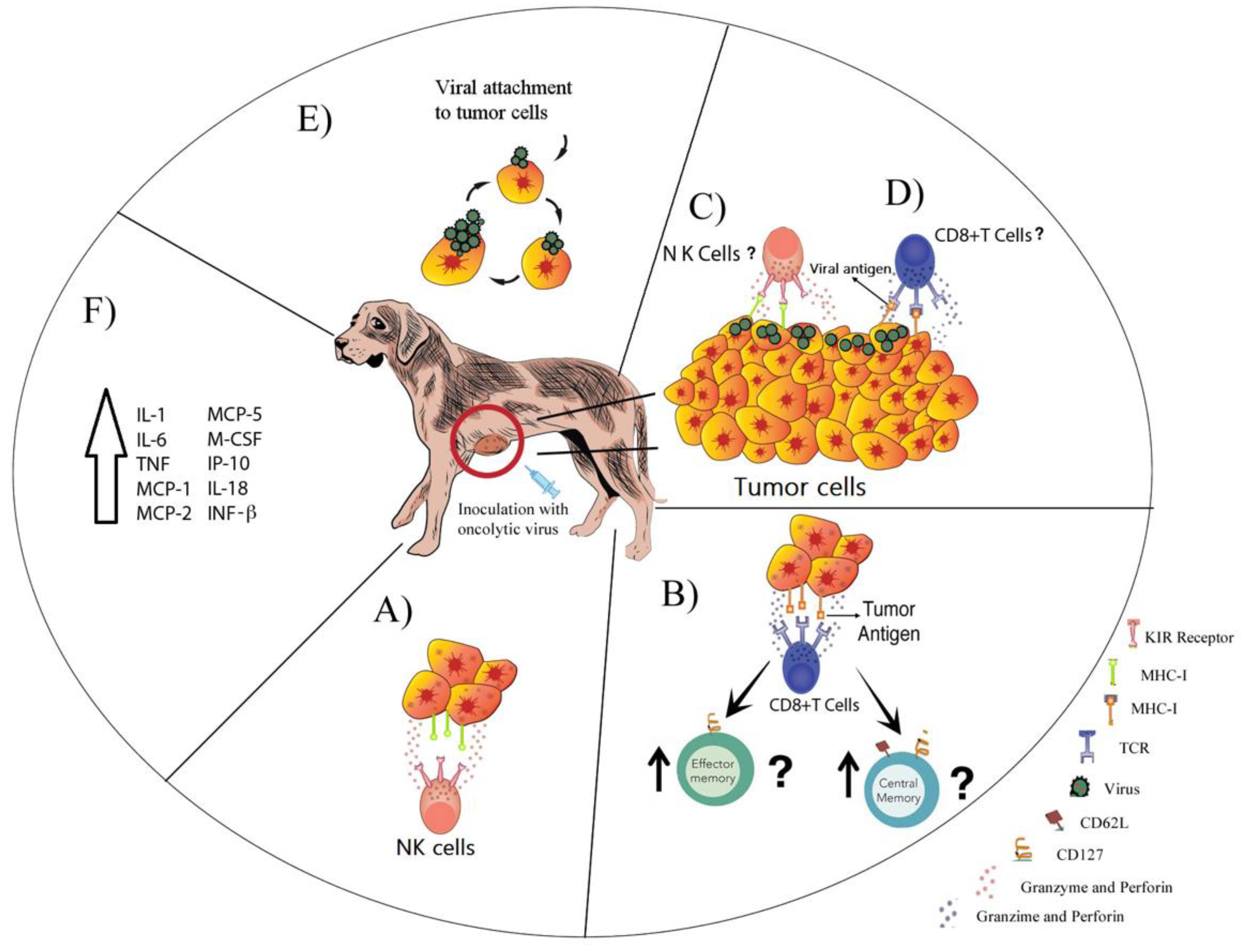Cancers Free Full Text Oncolytic Viruses For Canine Cancer