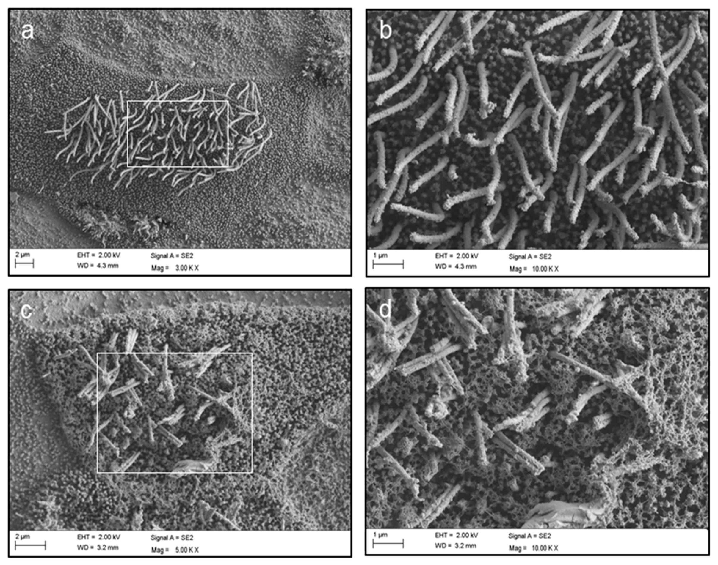 Cancers 10 00410 g005 Cancers 10 00410 g005