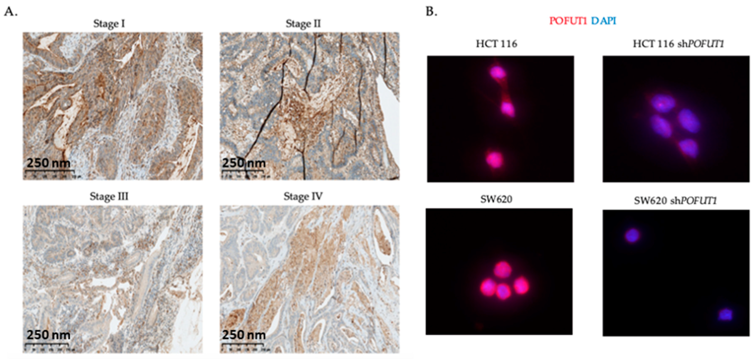 Cancers 10 00411 g002a Cancers 10 00411 g002a