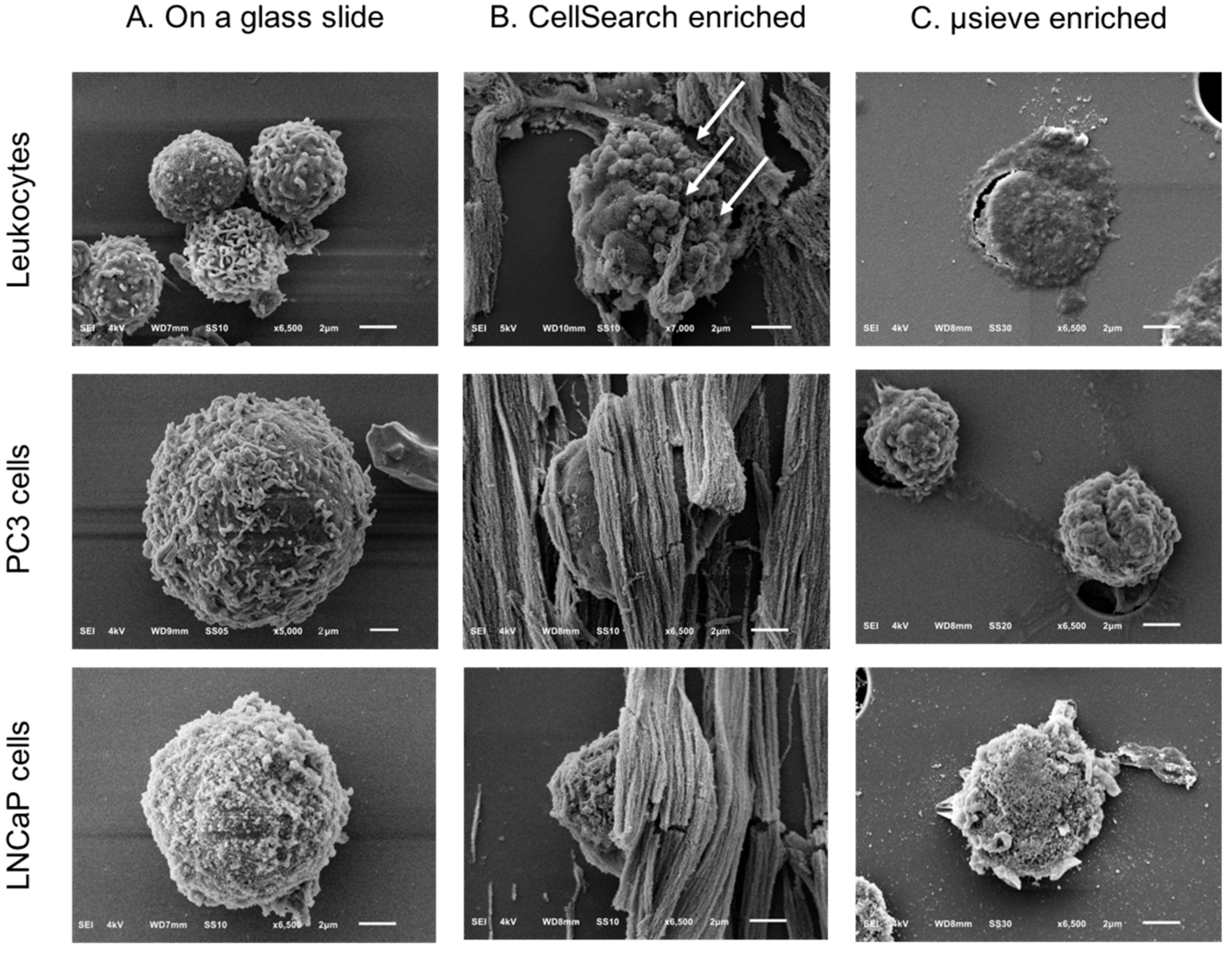 Cancers 10 00416 g002