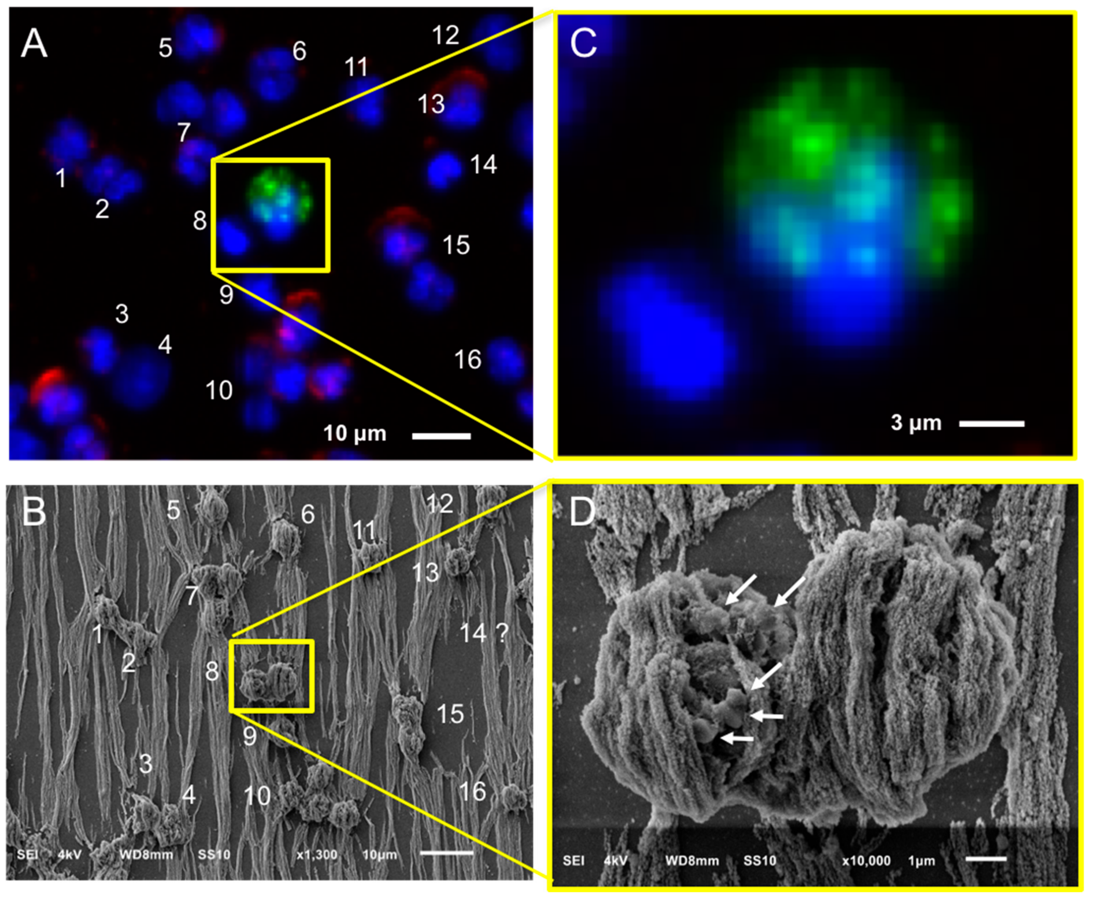 Cancers 10 00416 g003
