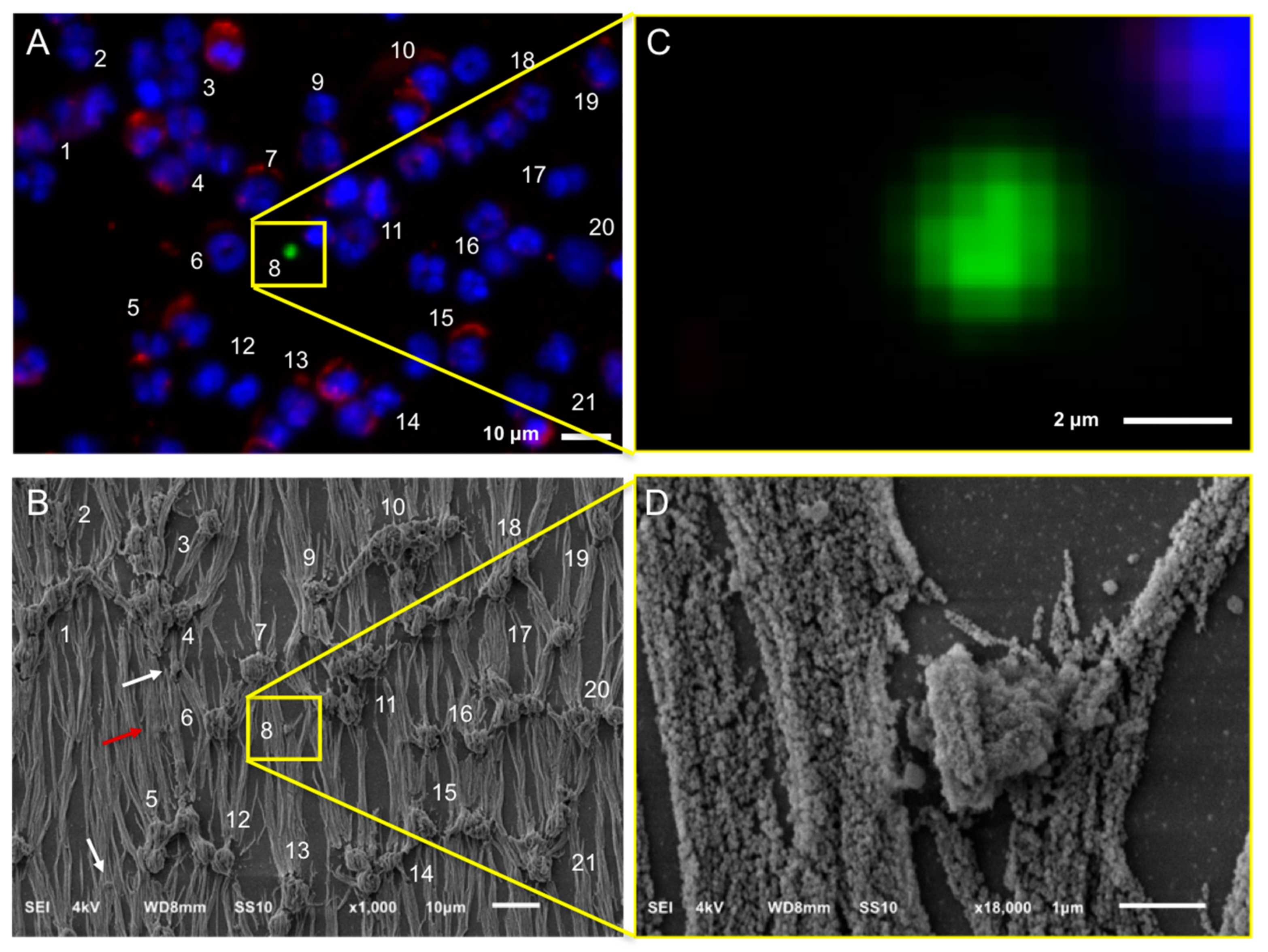 Cancers 10 00416 g005