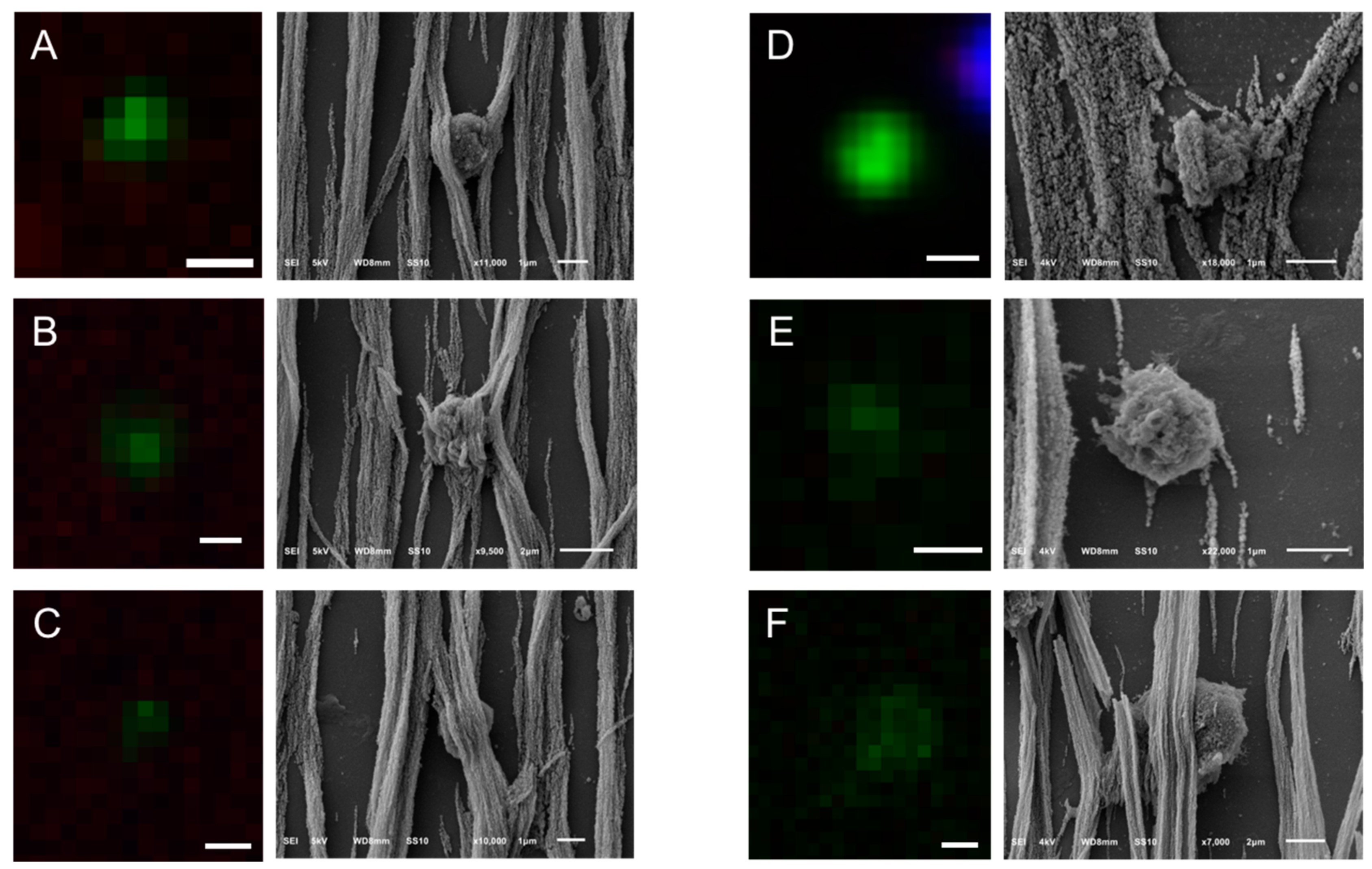 Cancers 10 00416 g006