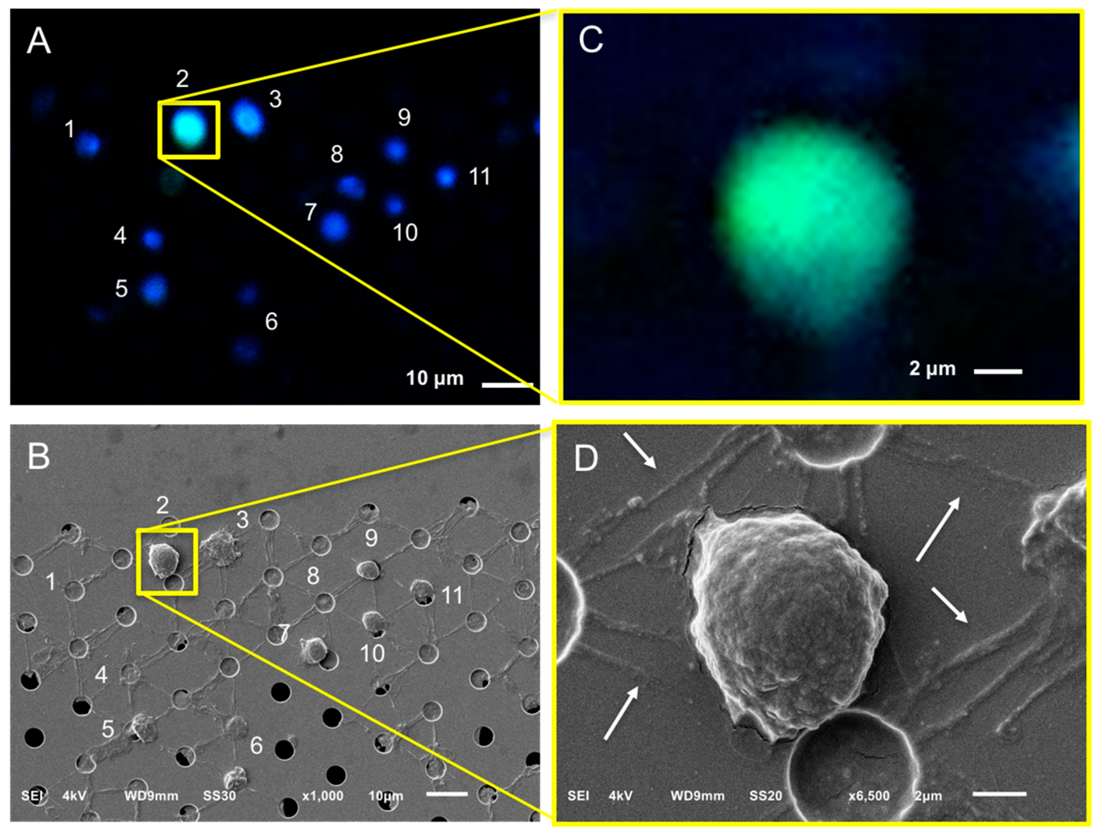Cancers 10 00416 g007