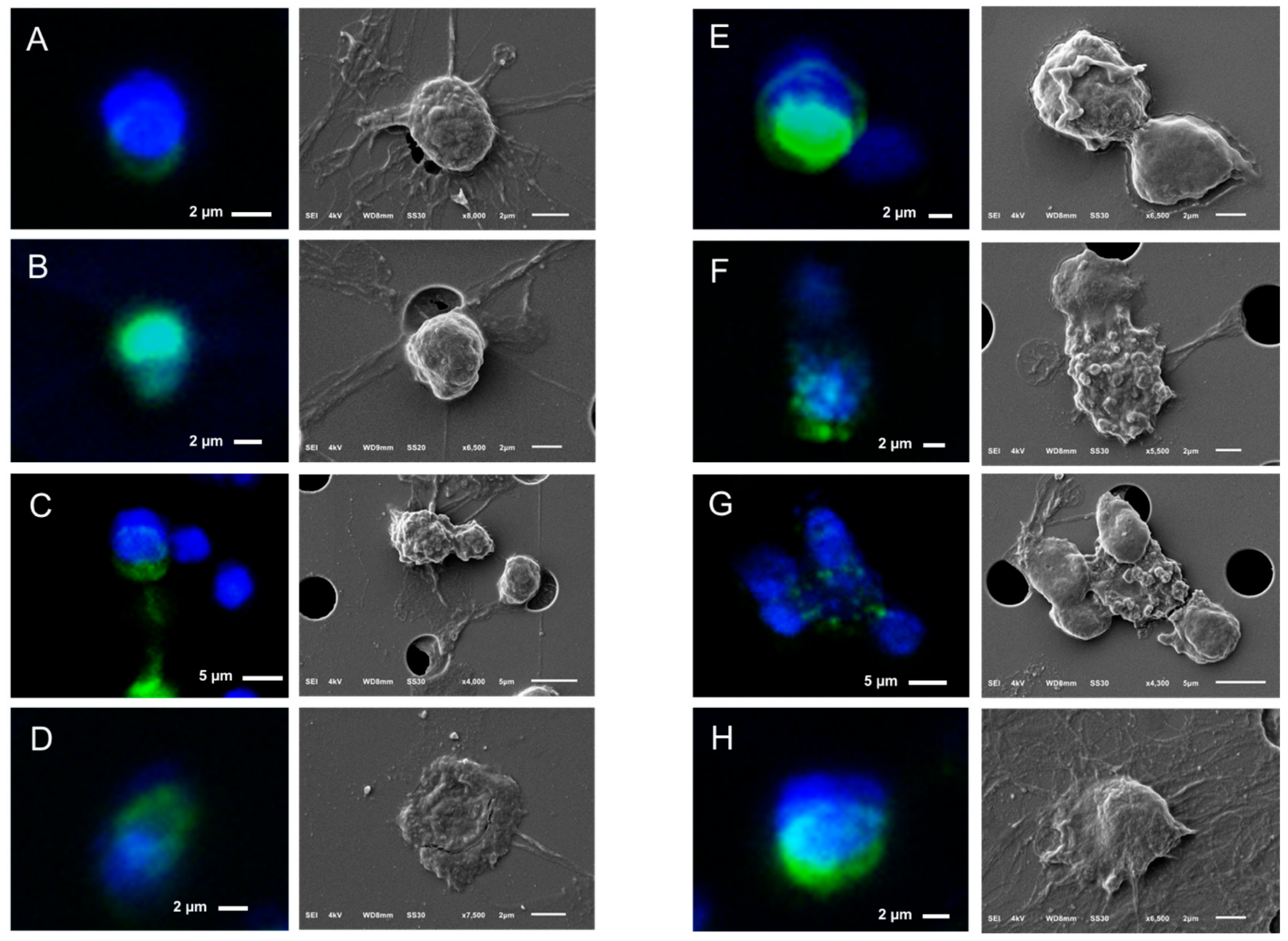 Cancers 10 00416 g008