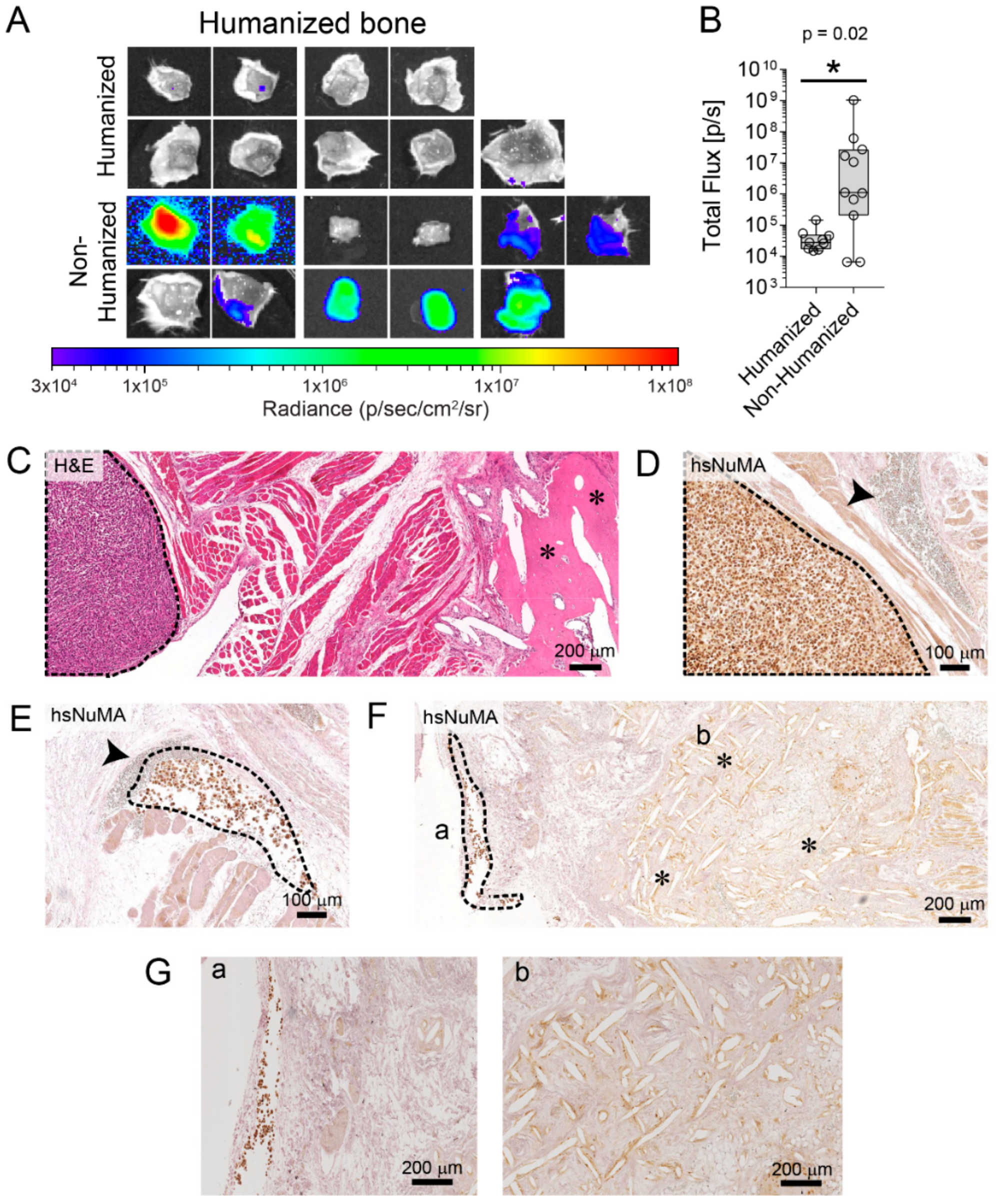 Cancers 10 00438 g003 Cancers 10 00438 g003