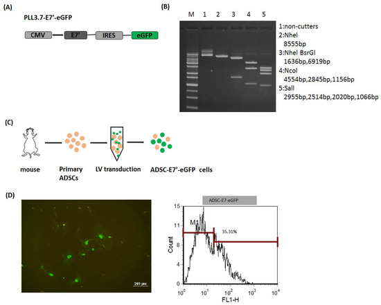 Cancers Free Full Text Tumor Targeted Immunotherapy By Using Primary Adipose Derived Stem Cells And An Antigen Specific Protein Vaccine Html