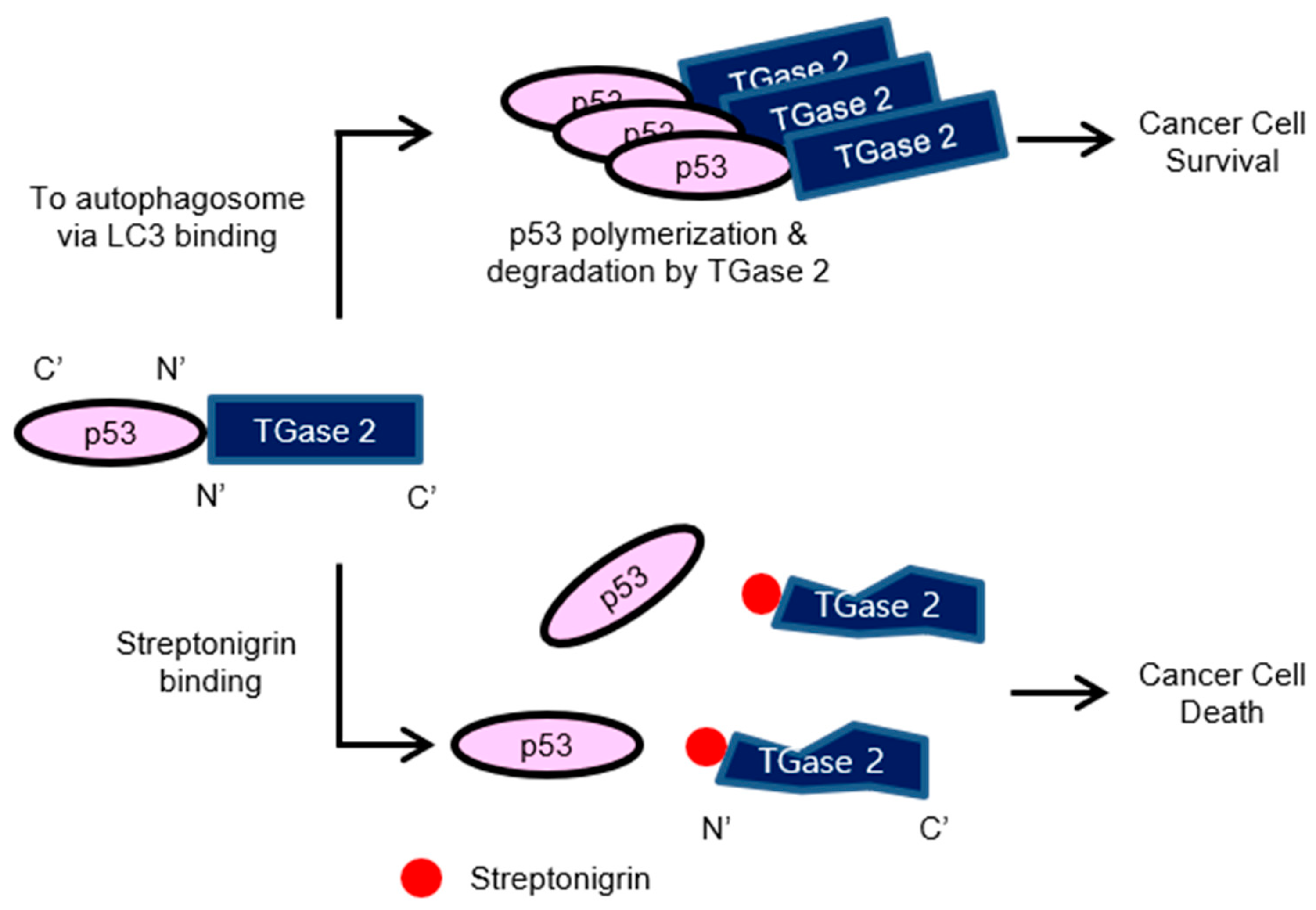 Cancers 10 00455 g006