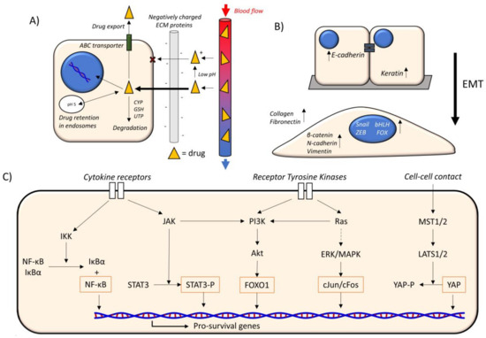 Chemoresistance and the Self-Maintaining Tumor Microenvironment