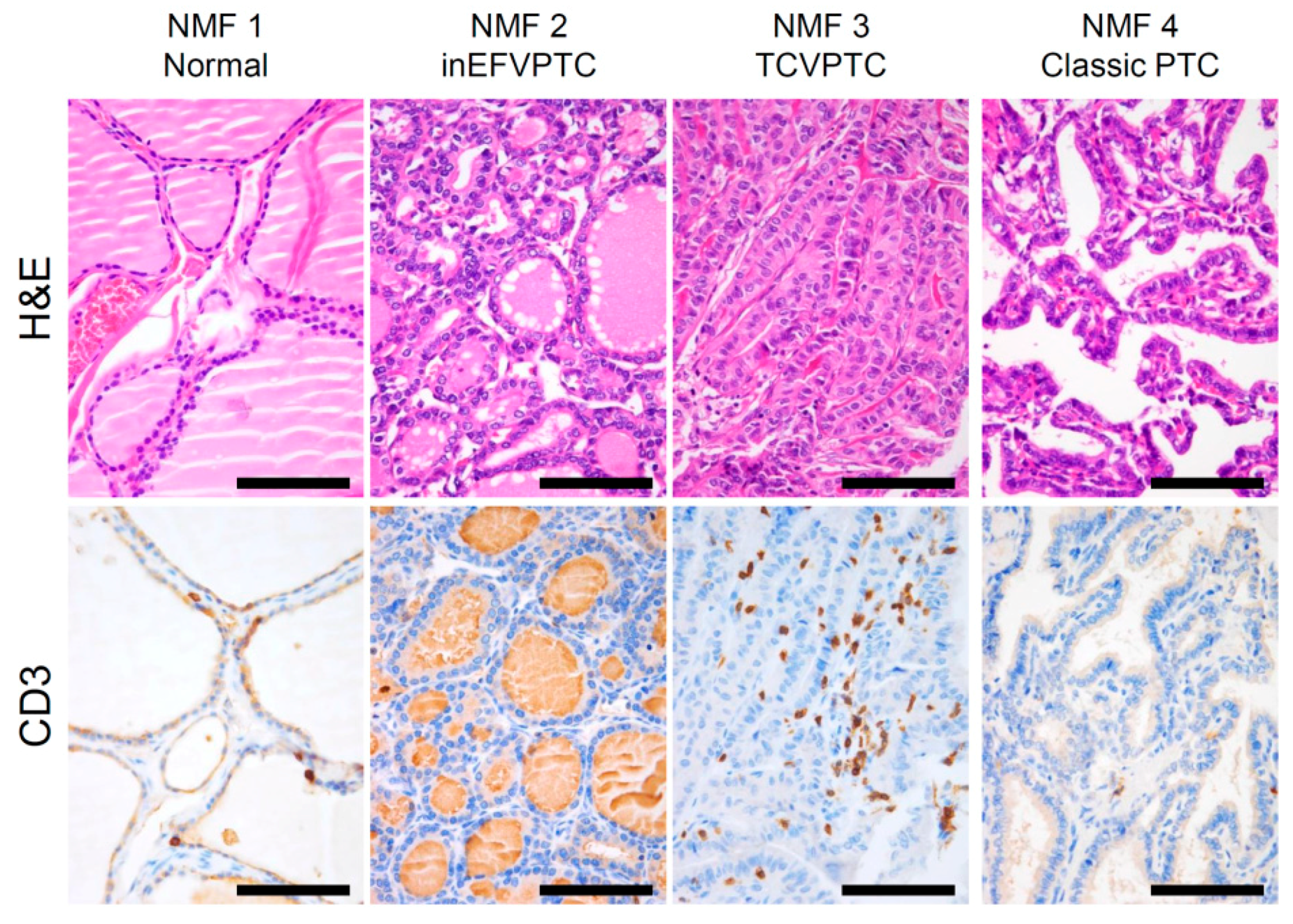 Cancers 10 00494 g003