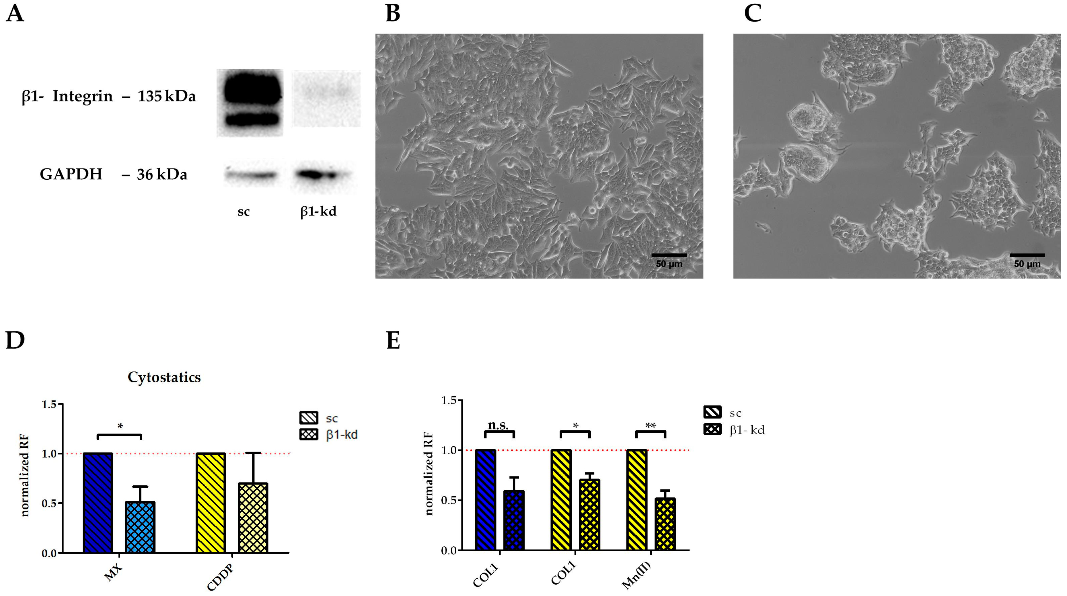 Cancers 10 00495 g005