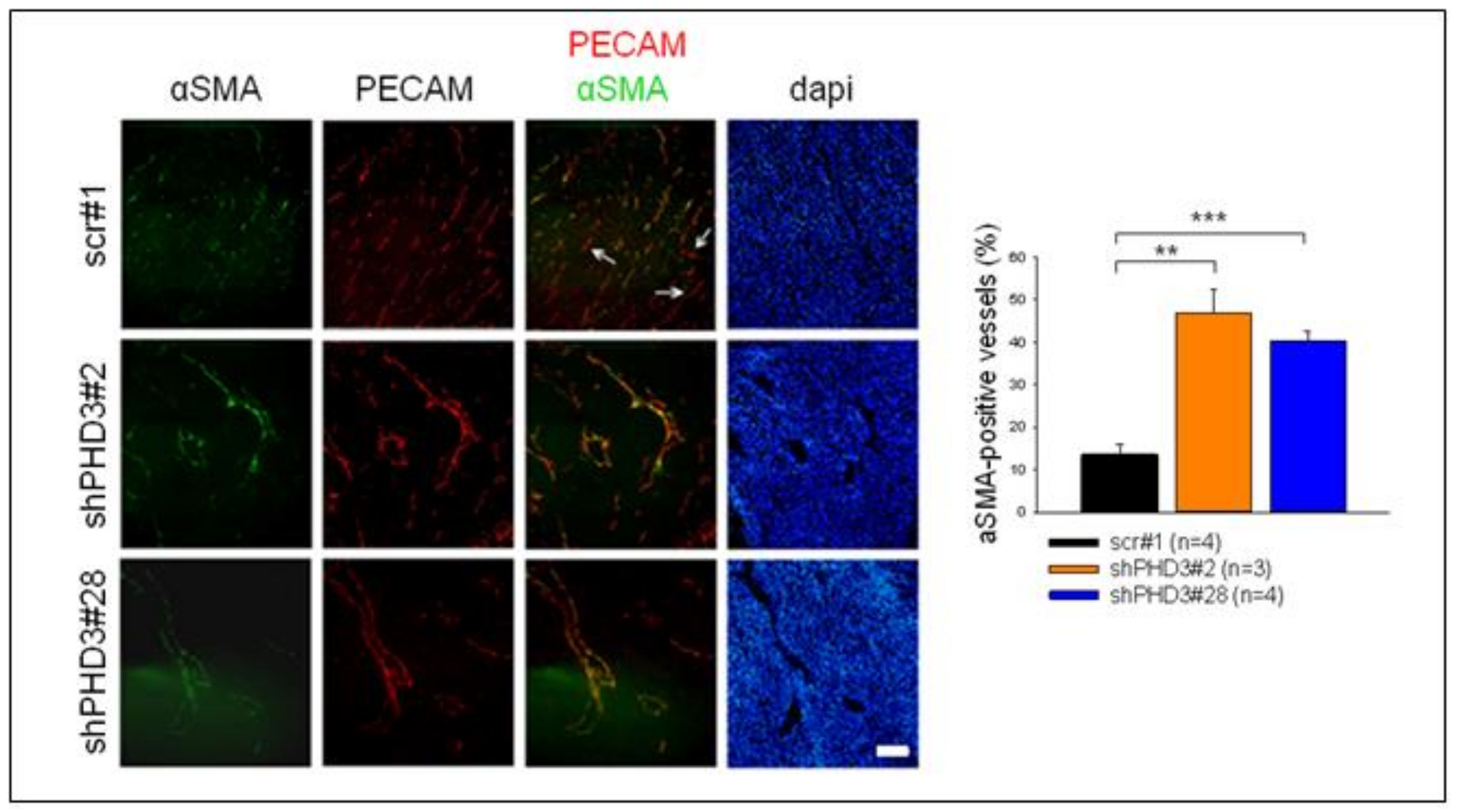Cancers 10 00496 g003 Cancers 10 00496 g003