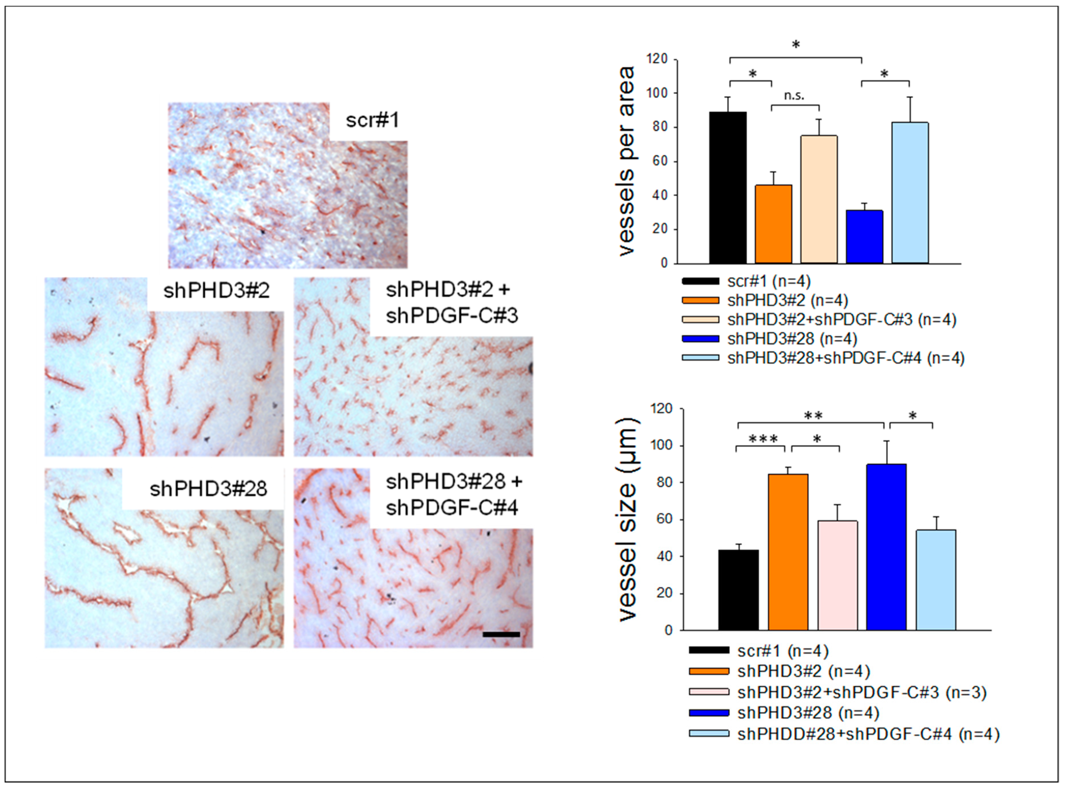 Cancers 10 00496 g007 Cancers 10 00496 g007