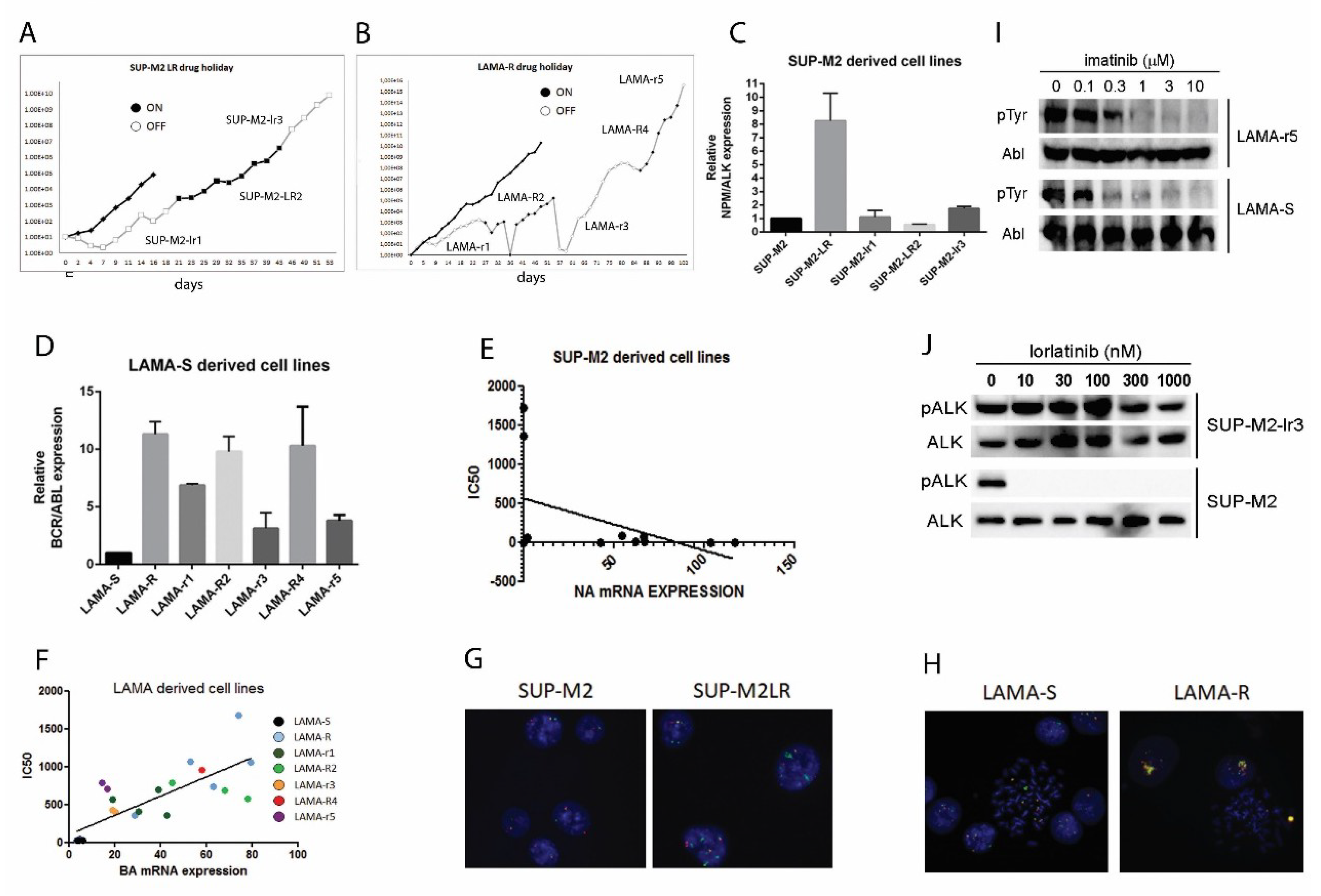 Cancers 10 00509 g001