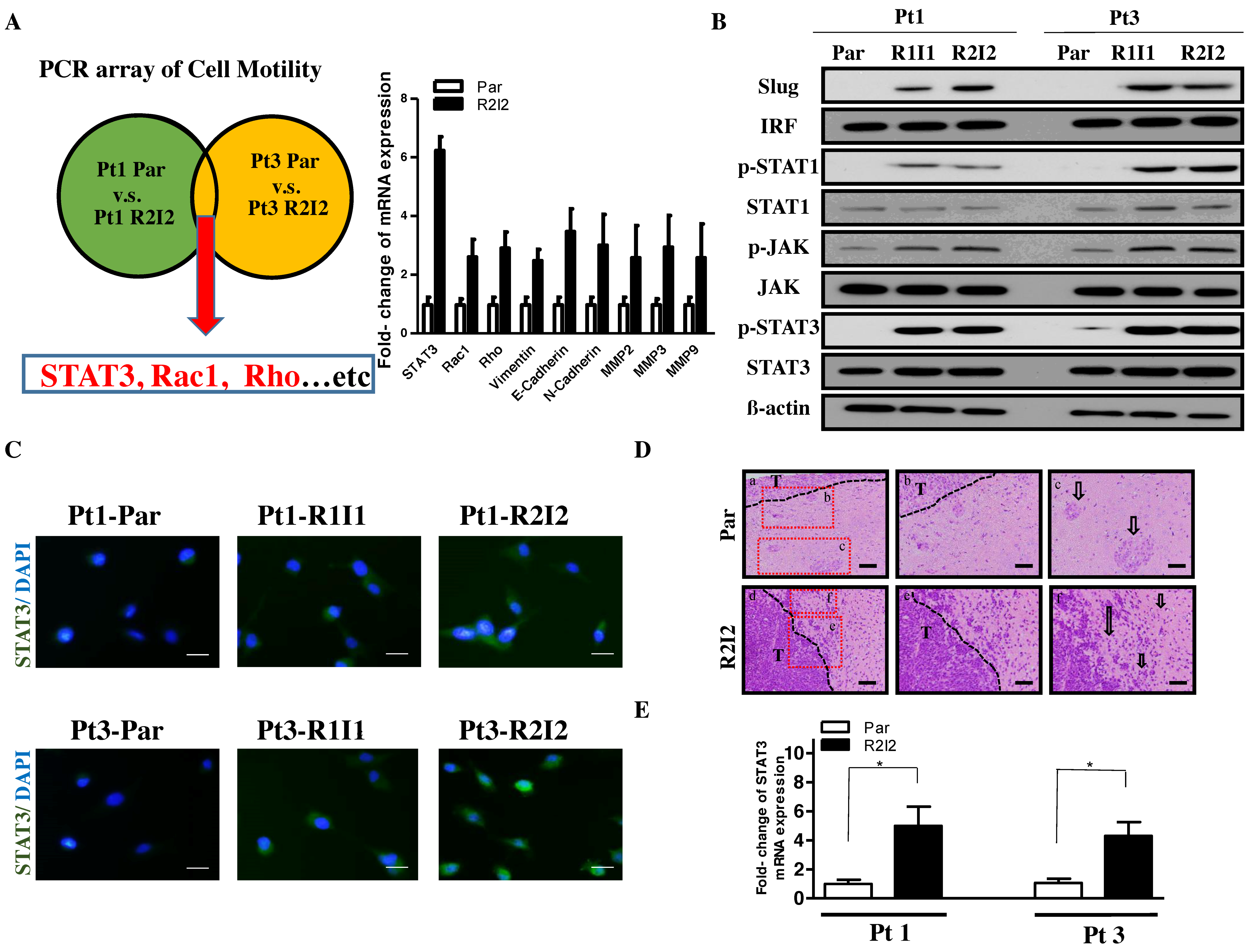 Cancers 10 00512 g001 Cancers 10 00512 g001