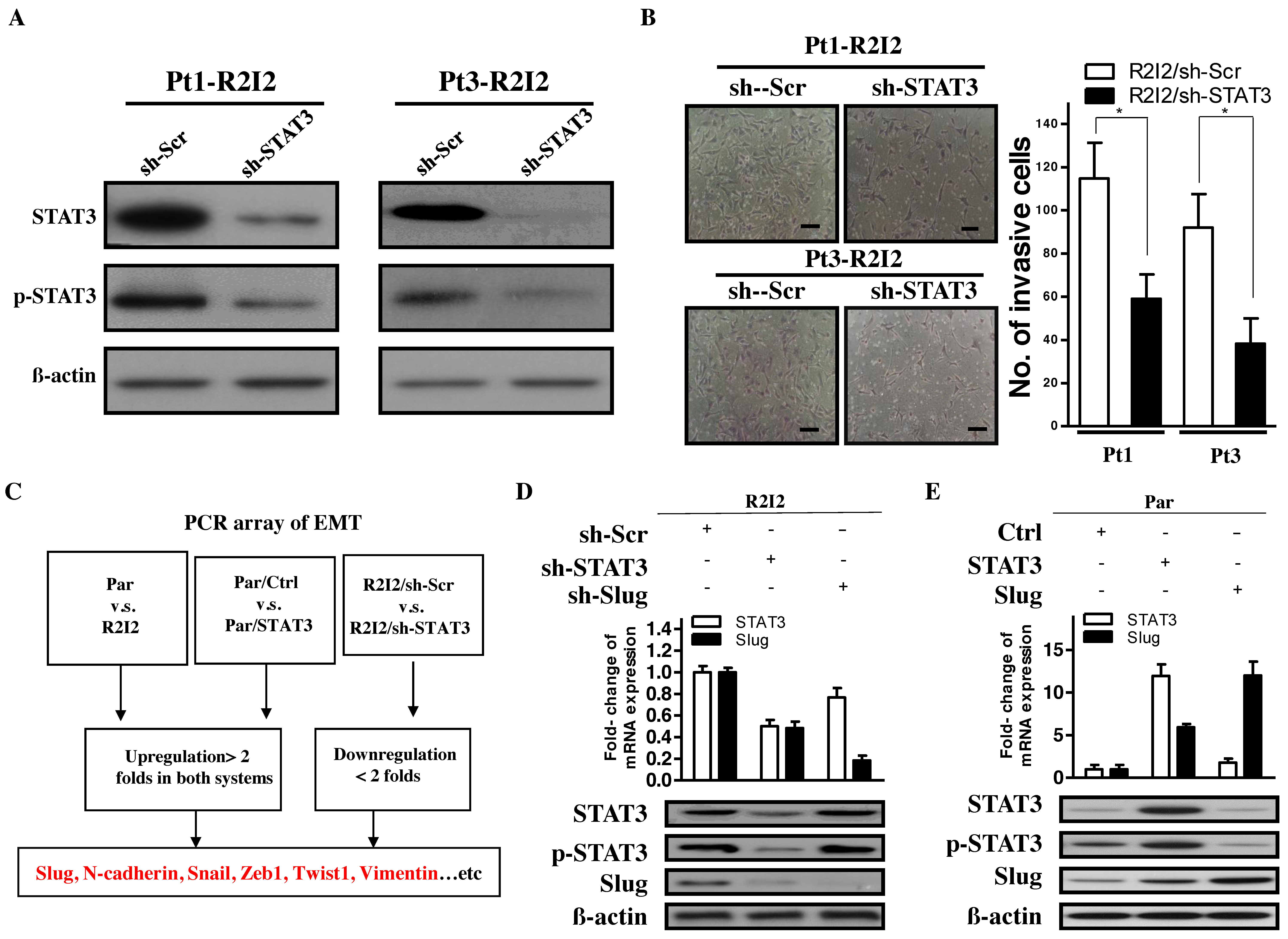 Cancers 10 00512 g002 Cancers 10 00512 g002