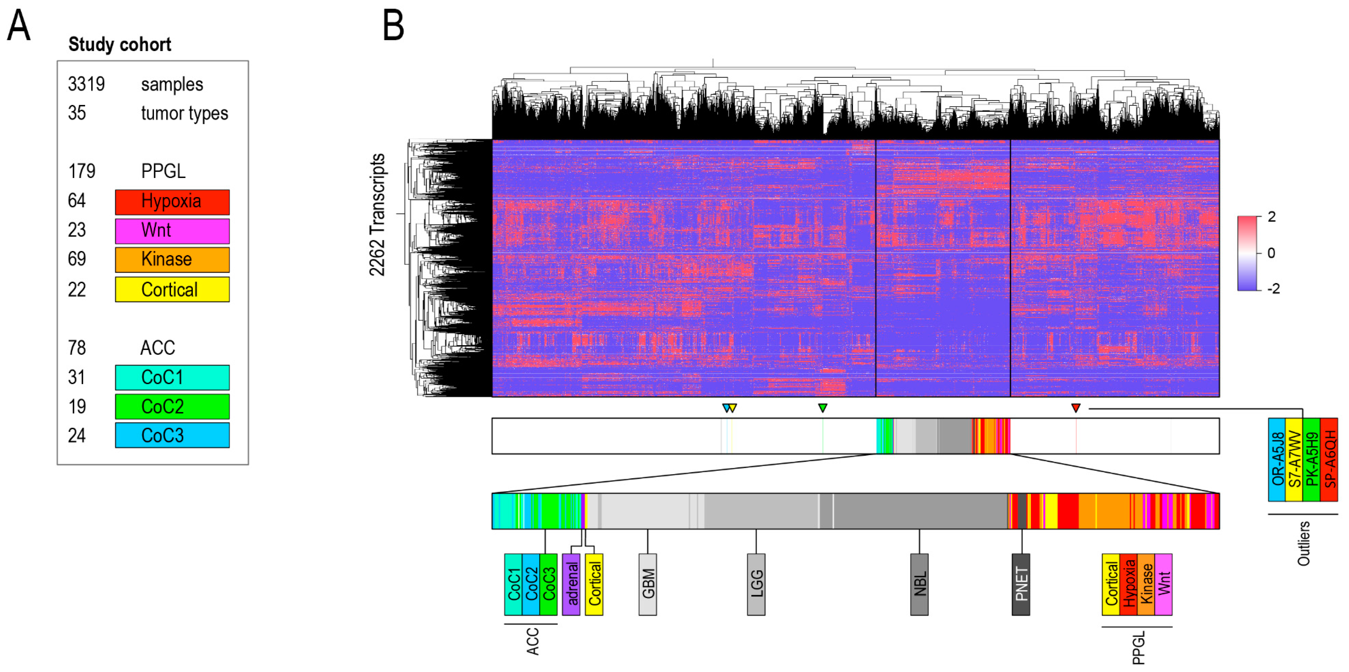Cancers 10 00518 g001